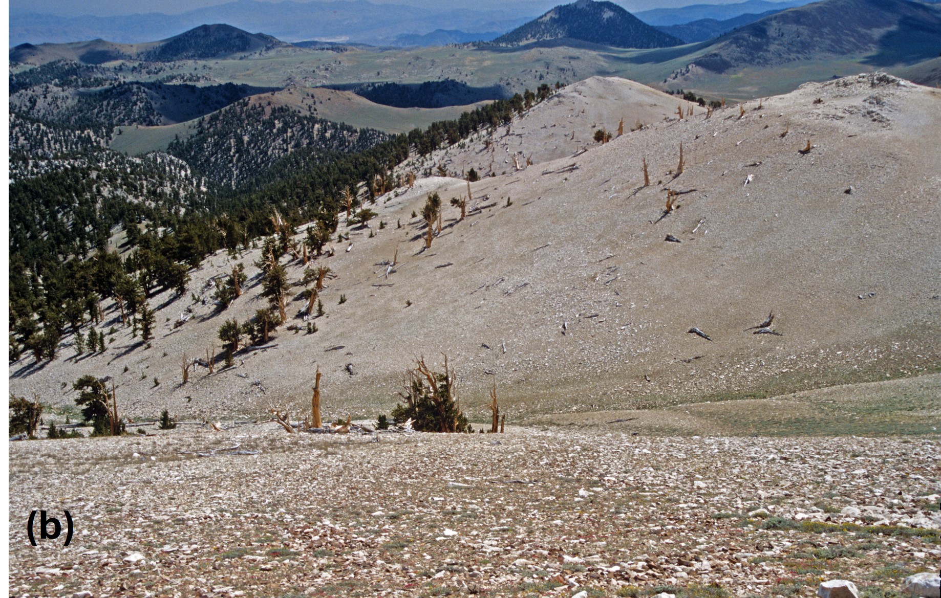 White Mountains