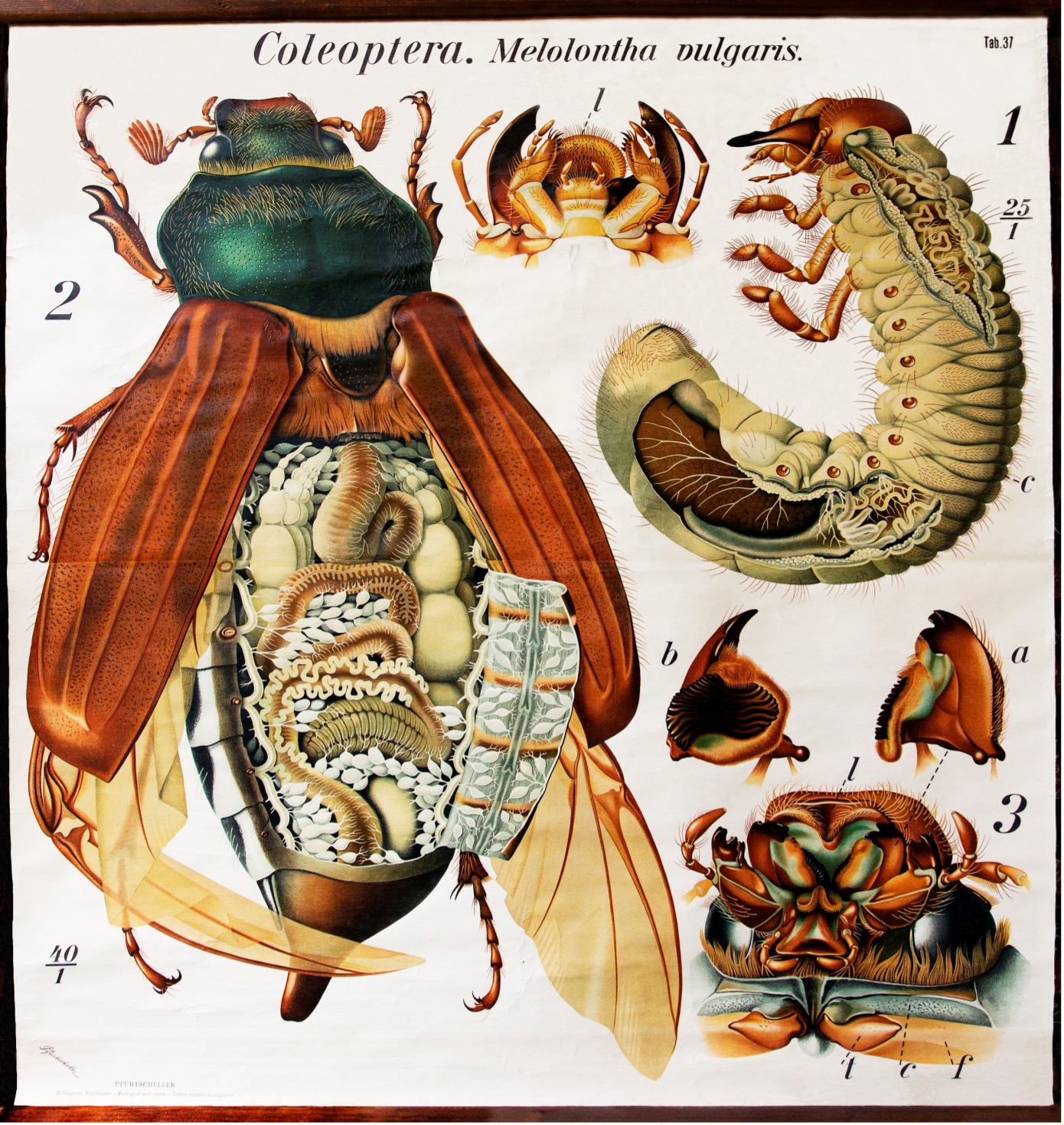 Tafel 37: Coleoptera, Käfer. Melolontha vulgaris, Feldmaikäfer, 1925/26. © W. A. Buhre