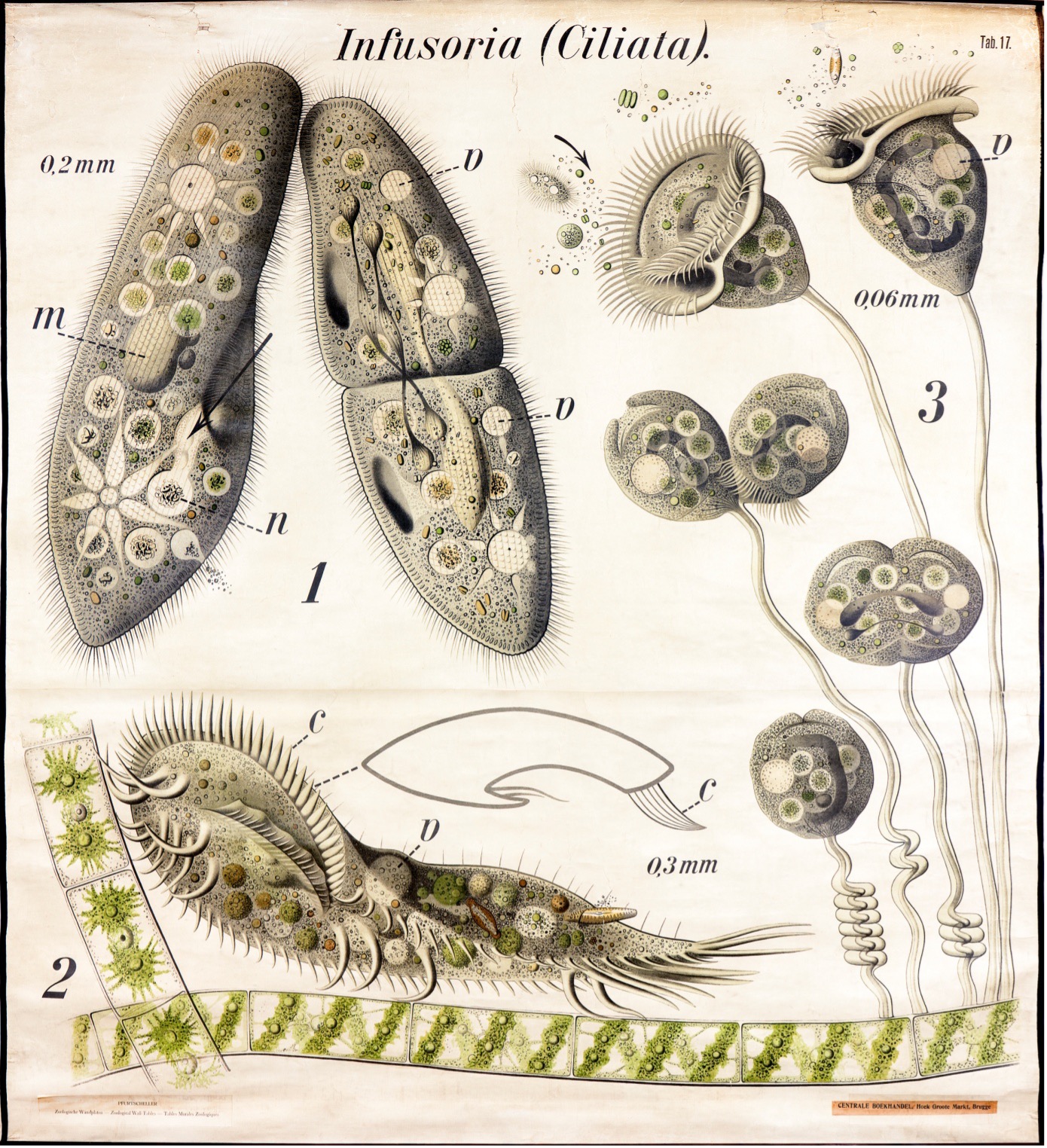 Tafel 6: Hydrozoa, Süsswasserpolypen, Hydromedusae, Hydra, 1902. © W. A. Buhre