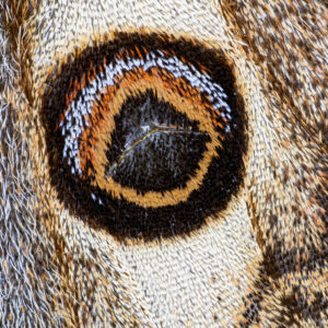 Südliches kleines Nachtpfauenauge (Saturnia pavoniella) - Flügeldetail