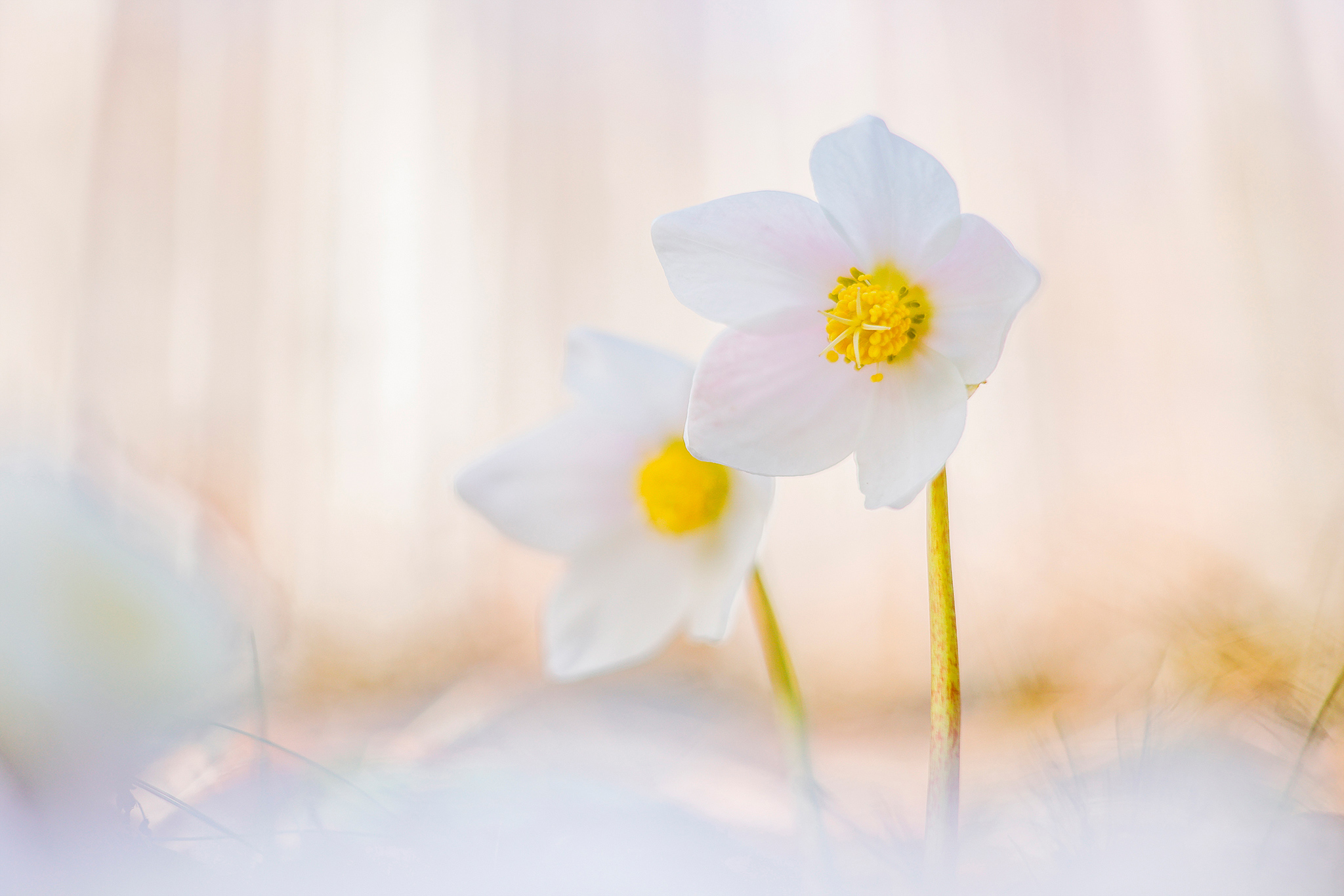 Schneerose (Helleborus niger) am Fuße der Rax