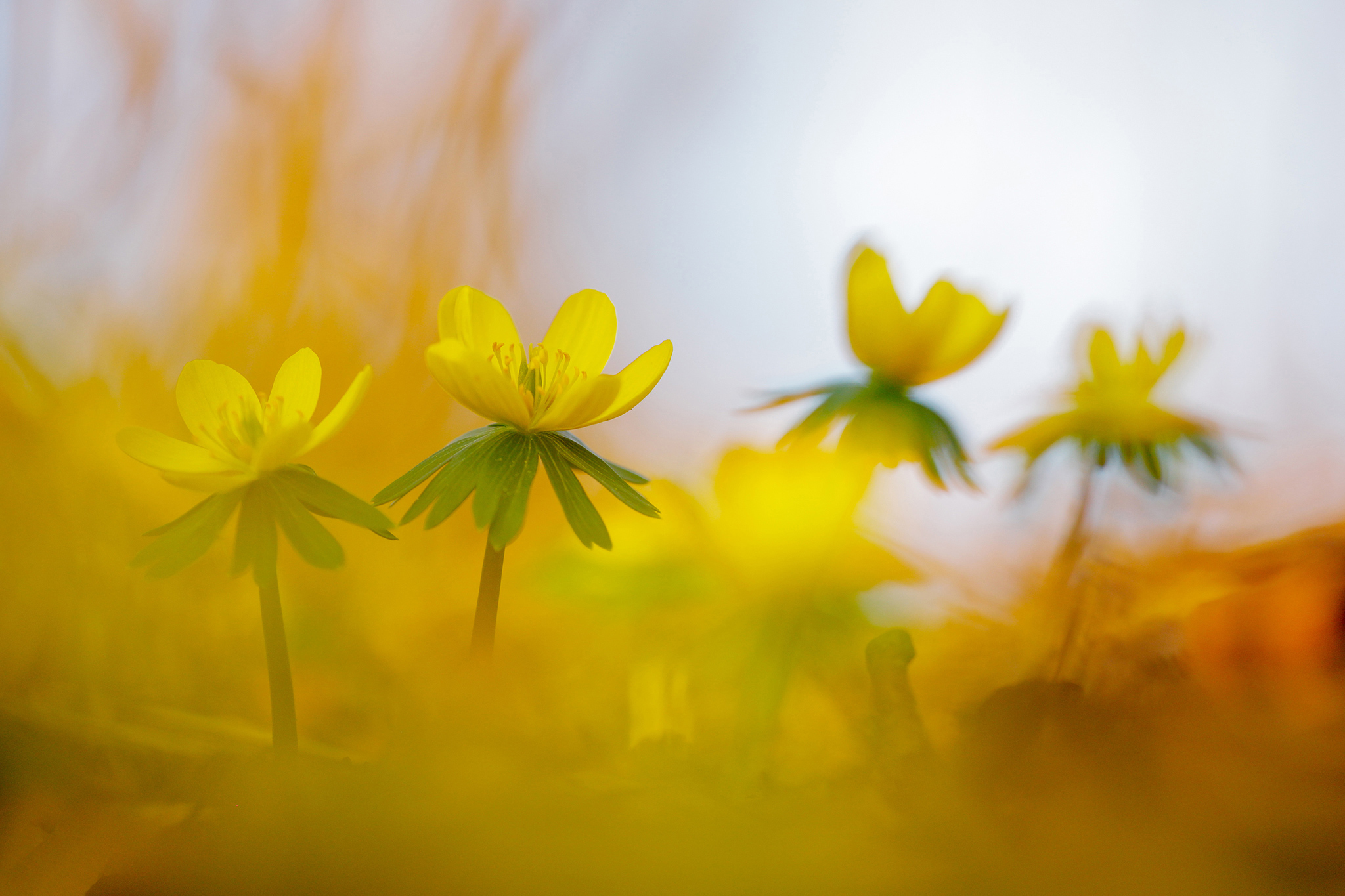 Winterlinge (Eranthis hyemalis) in der Praterau