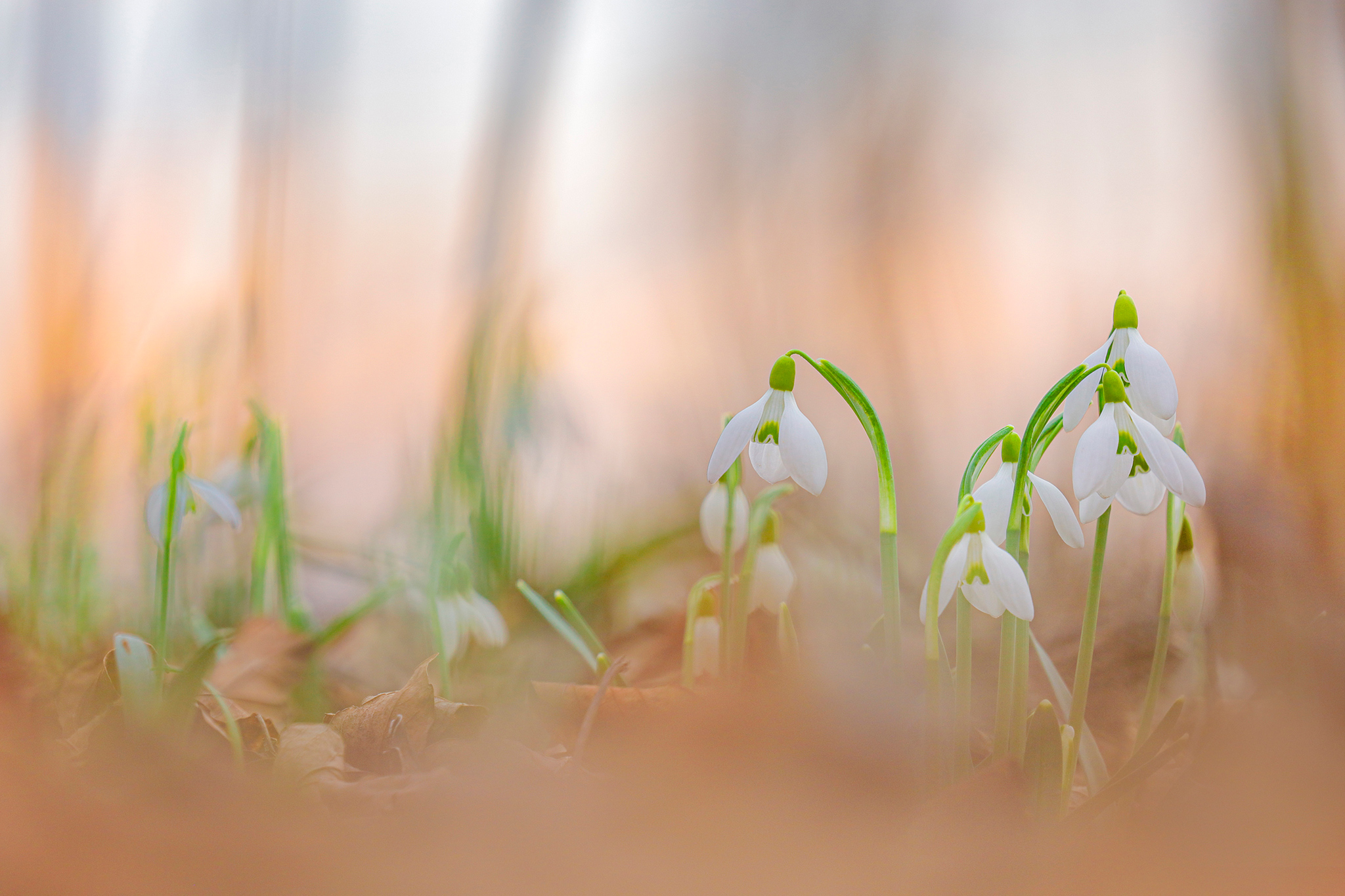 Schneeglöckchen (Galanthus nivalis) bei Bad Schönau