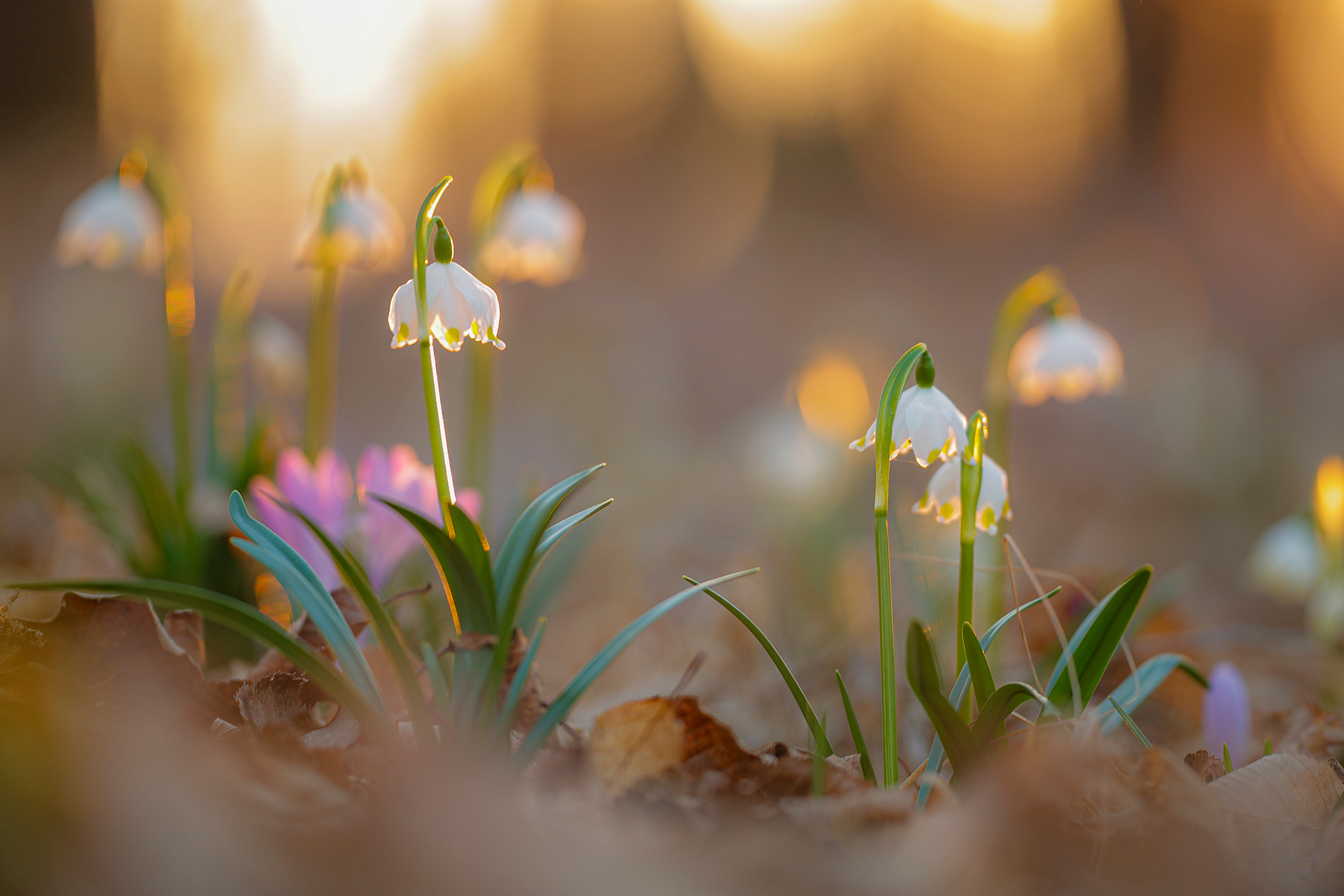 Frühlingsknotenblume (Leucojum vernum) in der Süd-Steiermark