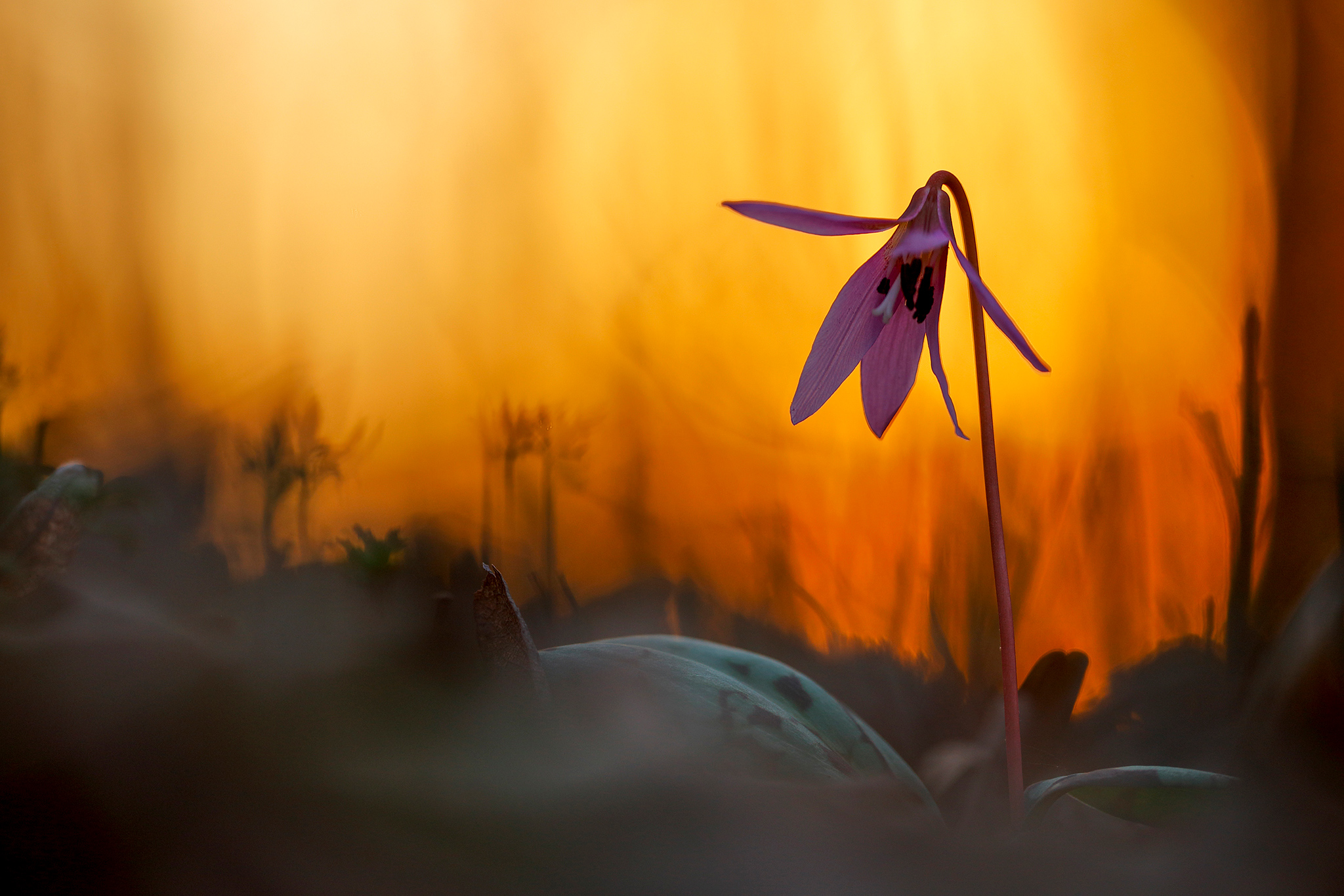 Hunds-Zahnlilie (Erythronium dens-canis) in der Süd-Steiermark