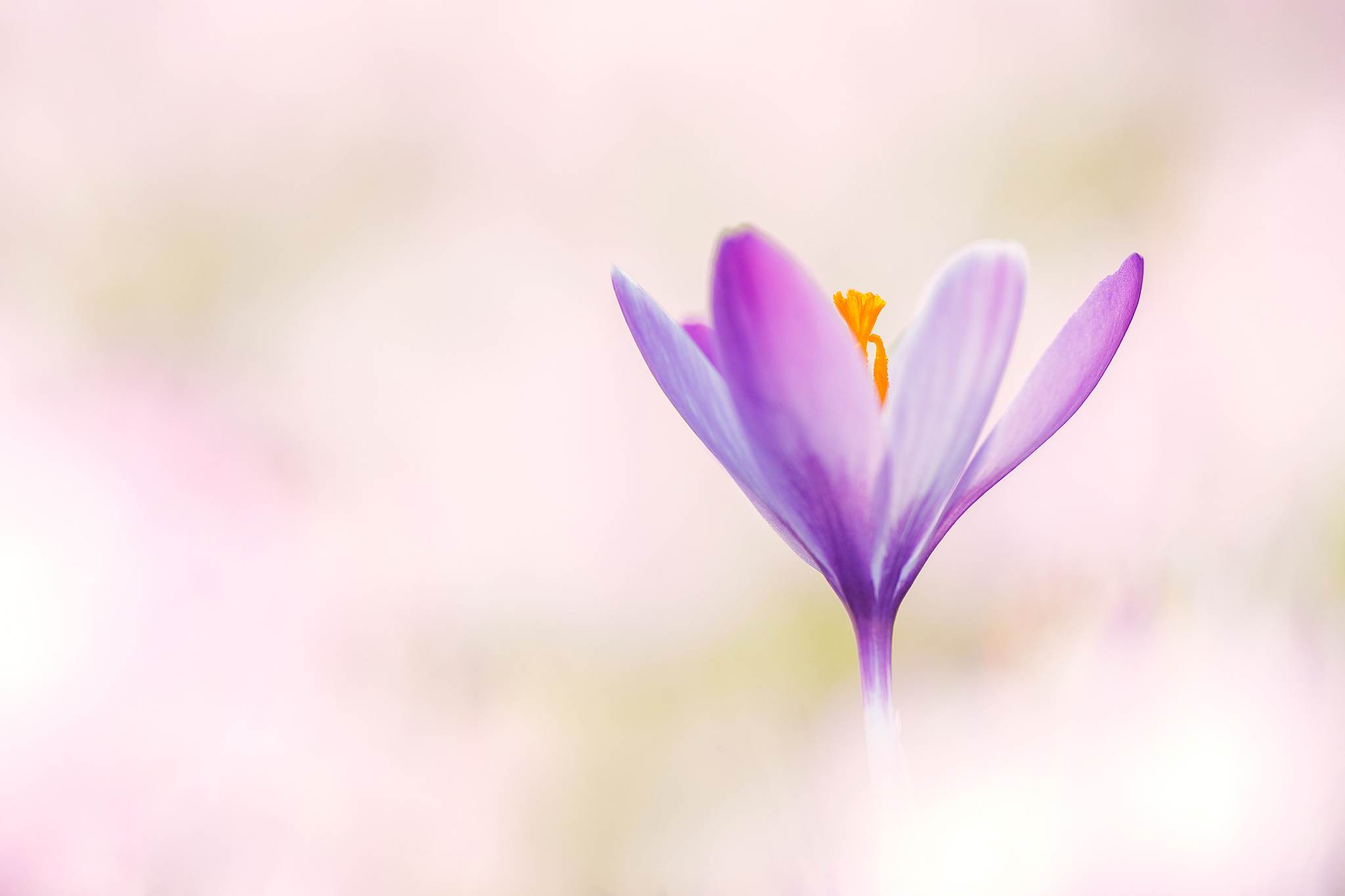 Illyrien-Crocus (Crocus exiguus) in der Süd-Steiermark