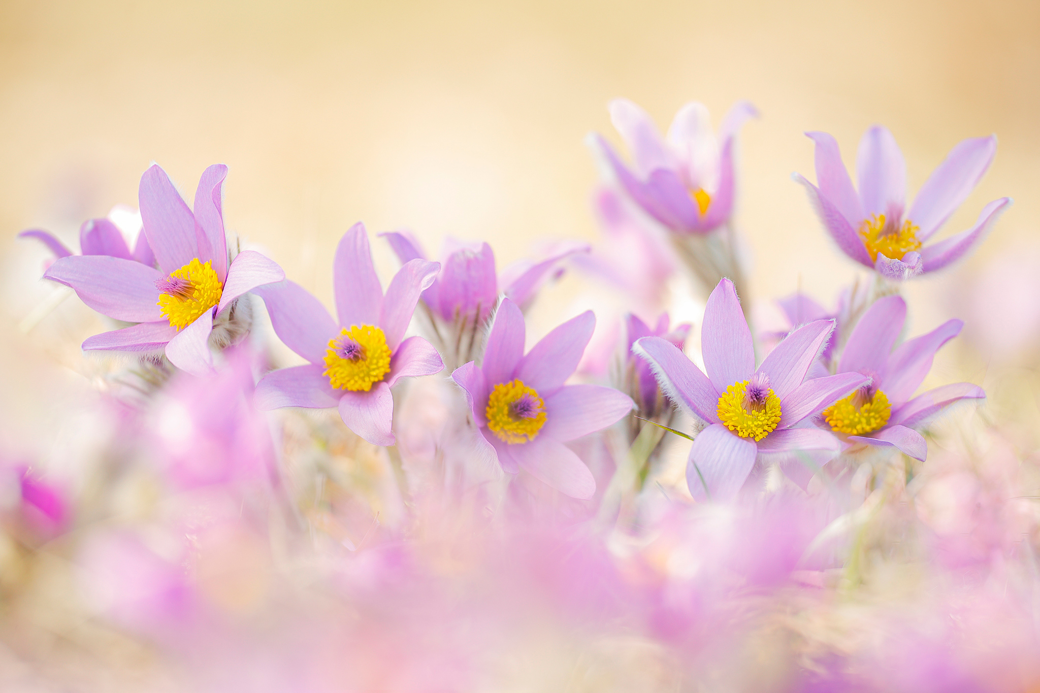 Große Küchenschelle (Pulsatilla grandis) auf der Perchtoldsdorfer Heide