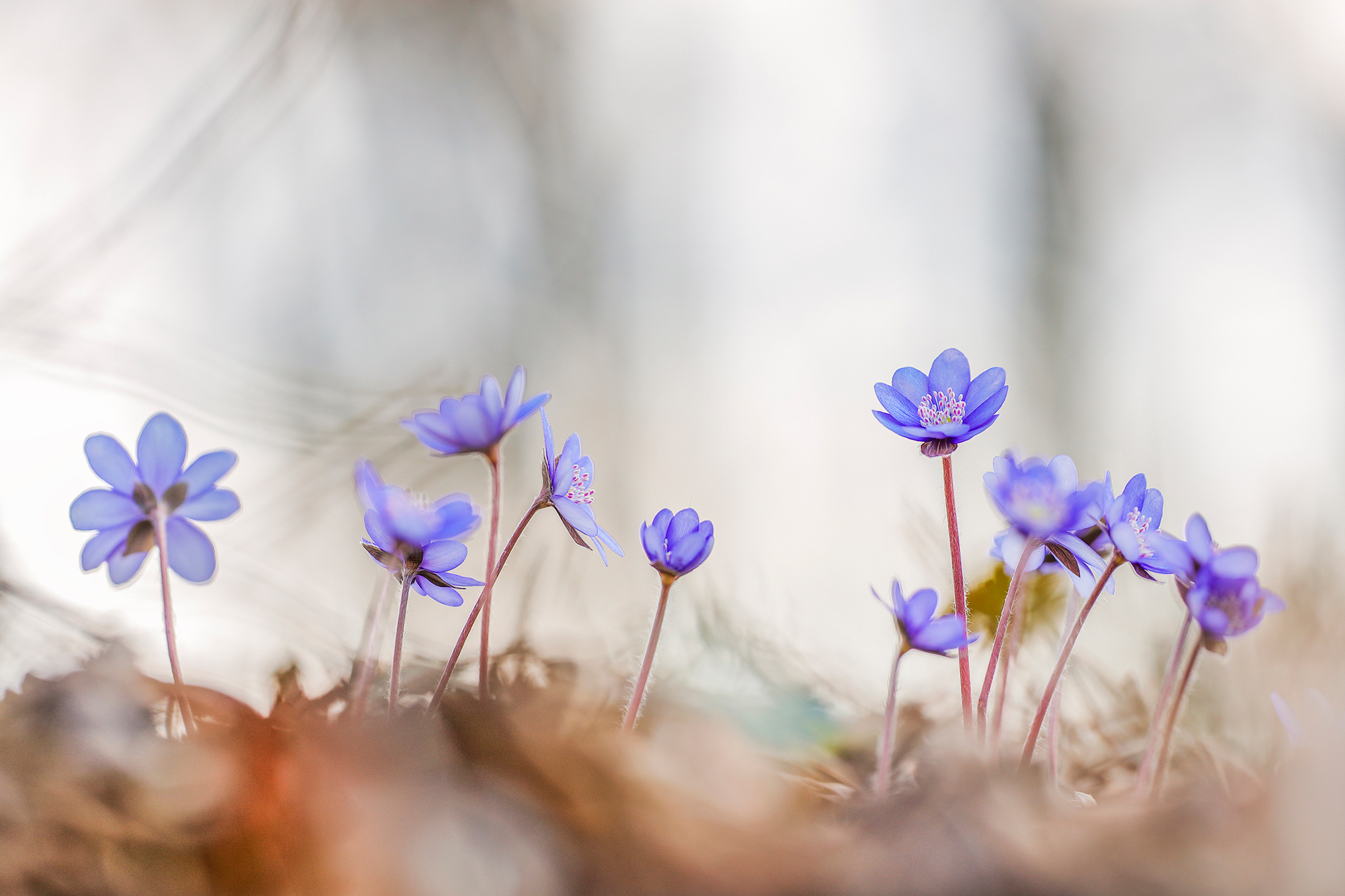 Leberblümchen (Anemone hepatica) im Wienerwald