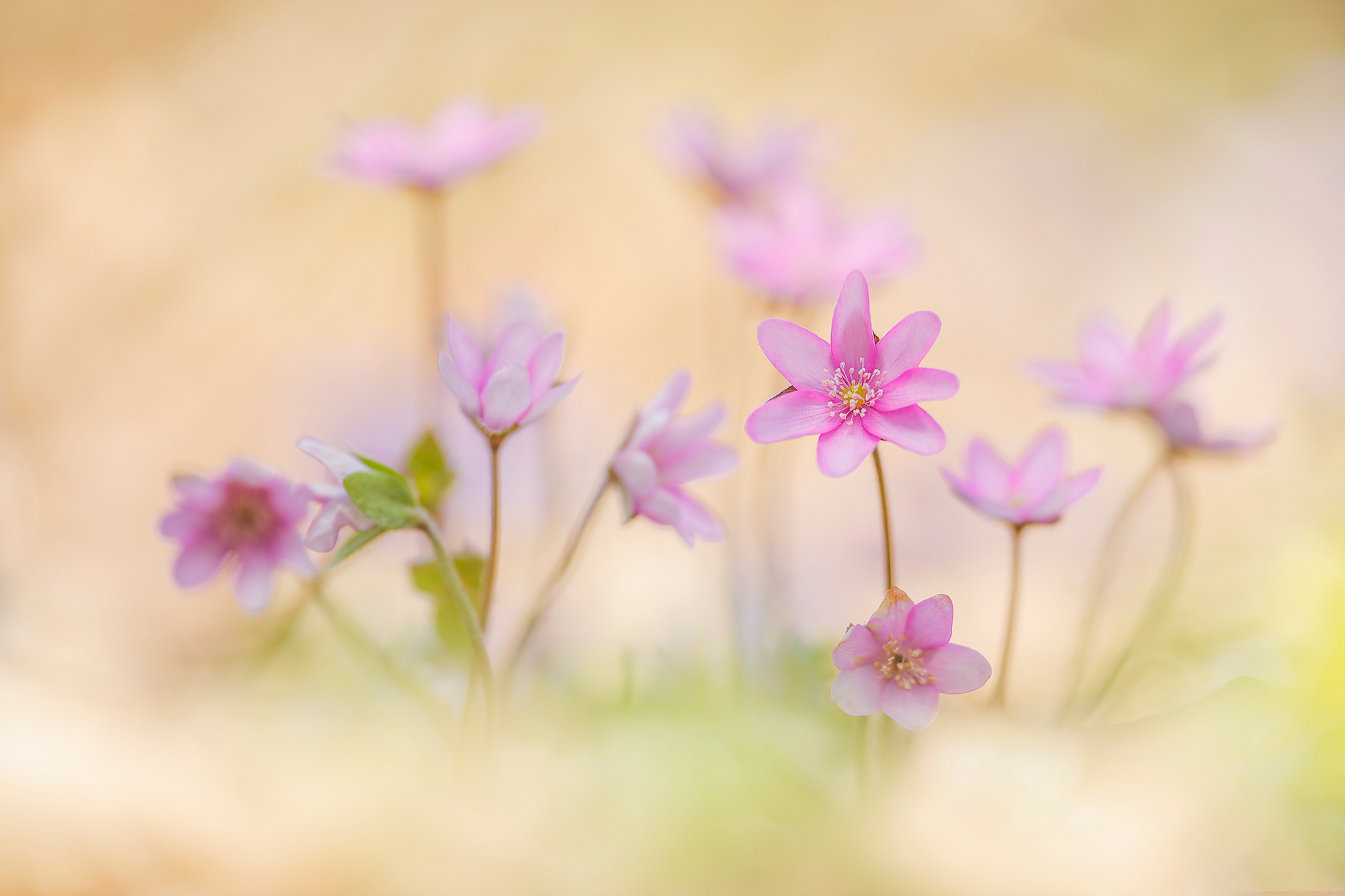 Leberblümchen (Anemone hepatica) in rosa aus dem Weinviertel