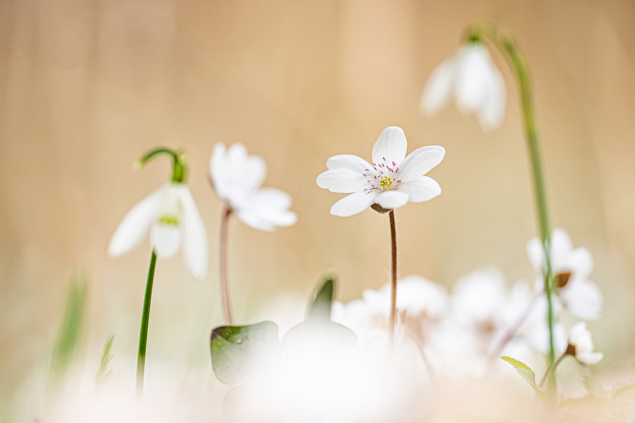 Leberblümchen (Anemone hepatica) in weiß mit Schneeglöckchen in den Donauauen