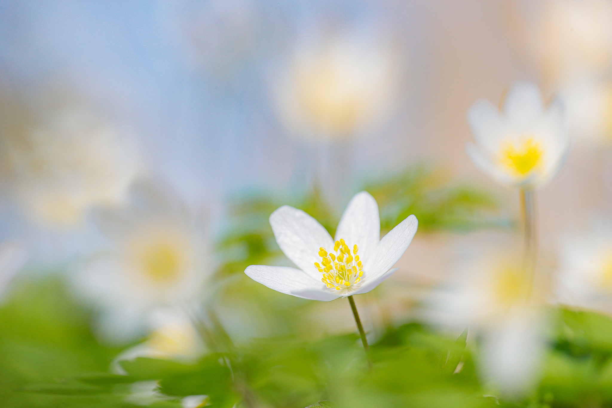 Buschwindröschen (Anemone nemorosa) in der Süd-Steiermark