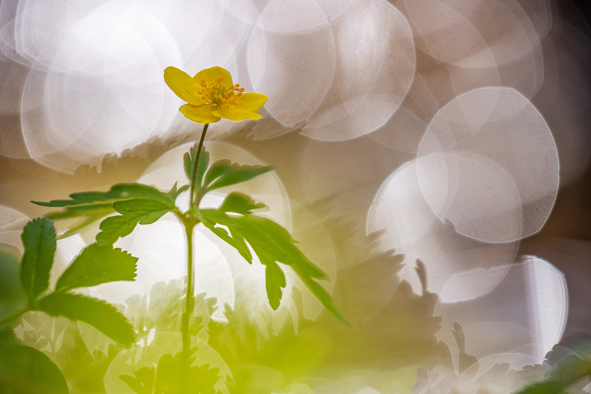 Gelbes Windröschen (Anemone ranunculoides) am Bach im Wienerwald