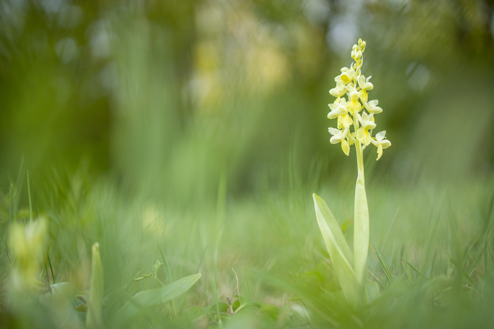 Bleiches Knabenkraut (Orchis pallens)