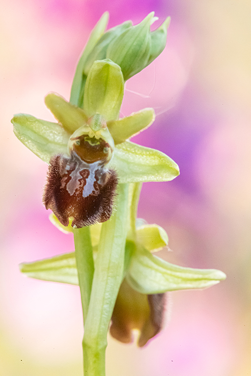 Spinnen-Ragwurz (Ophrys sphegodes)