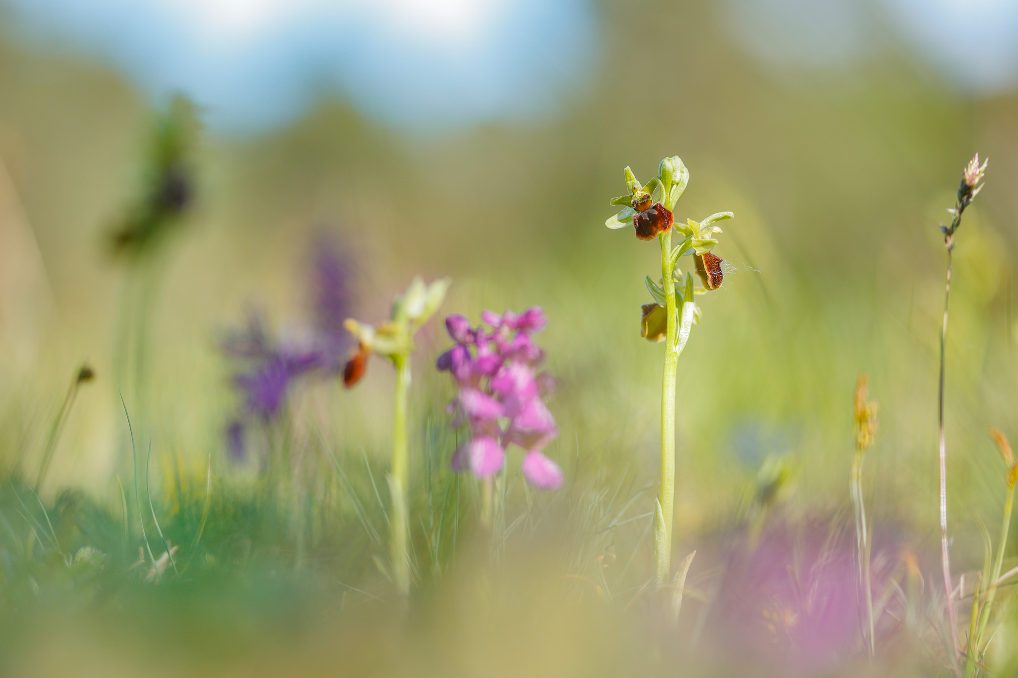 Große Spinnen-Ragwurz (Ophrys sphegodes)