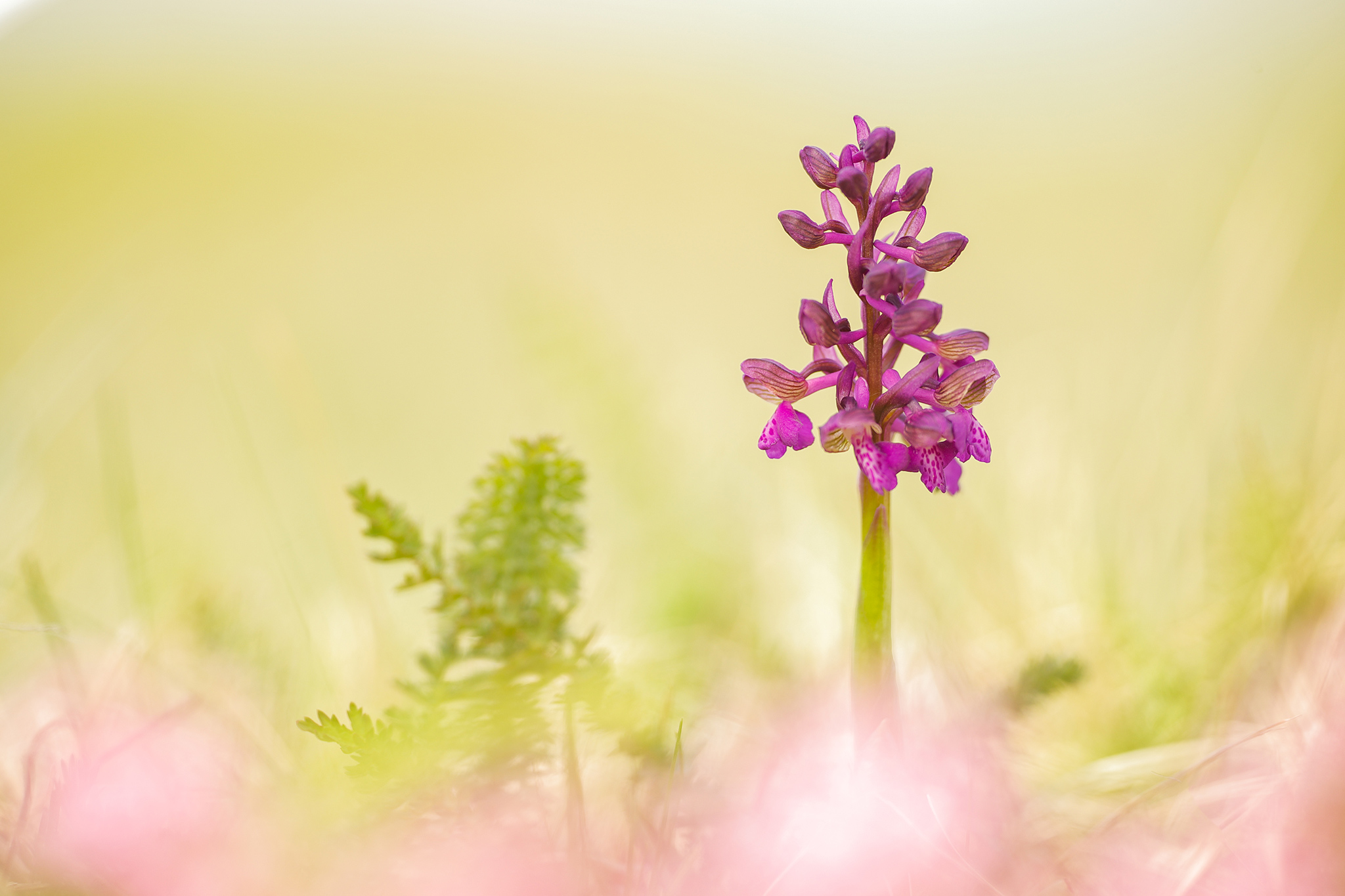 Kleines Knabenkraut (Anacamptis morio)