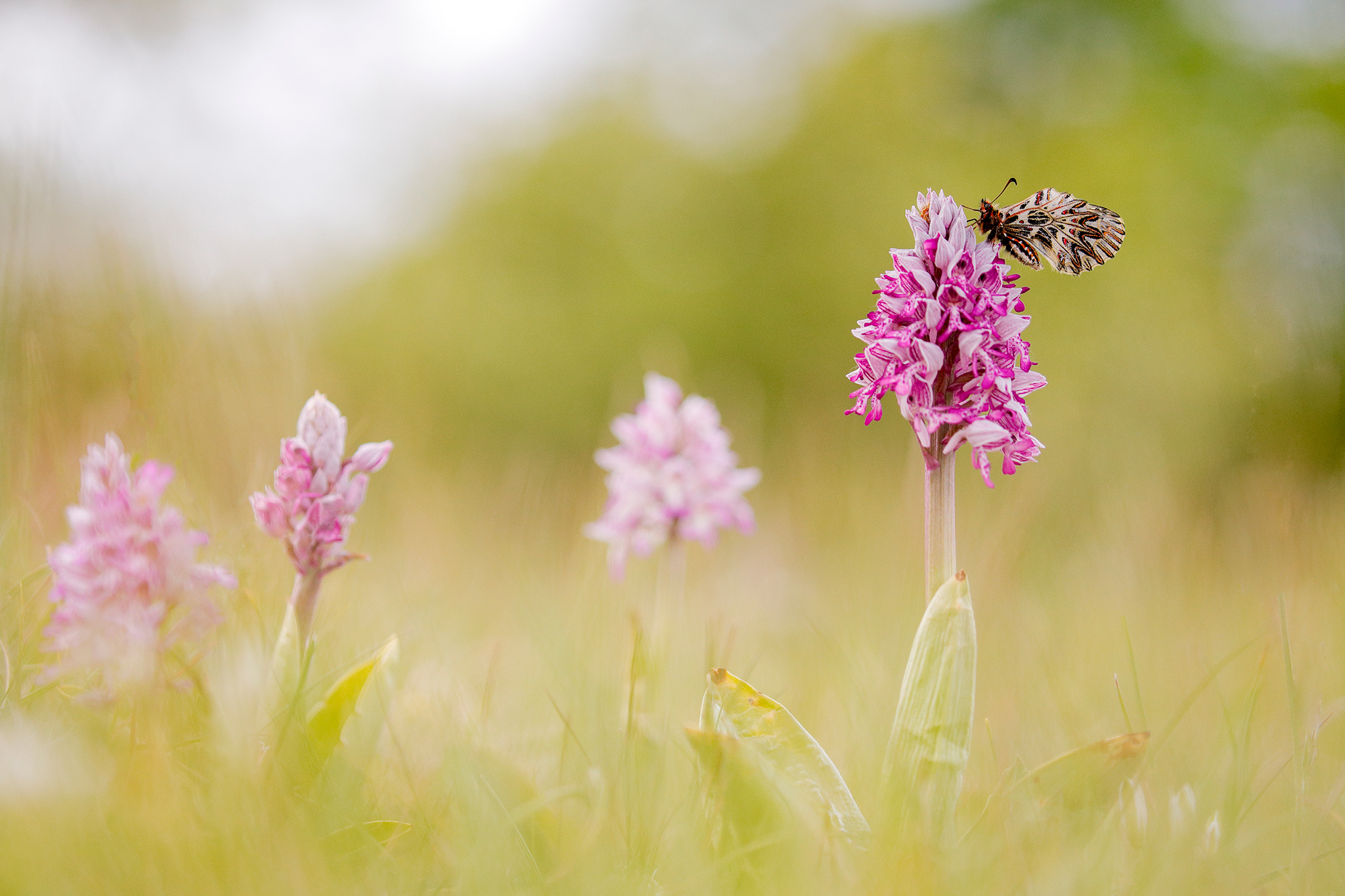 Helmknabenkraut (Orchis militaris) und Osterluzeifalter (Zerynthia polyxena)