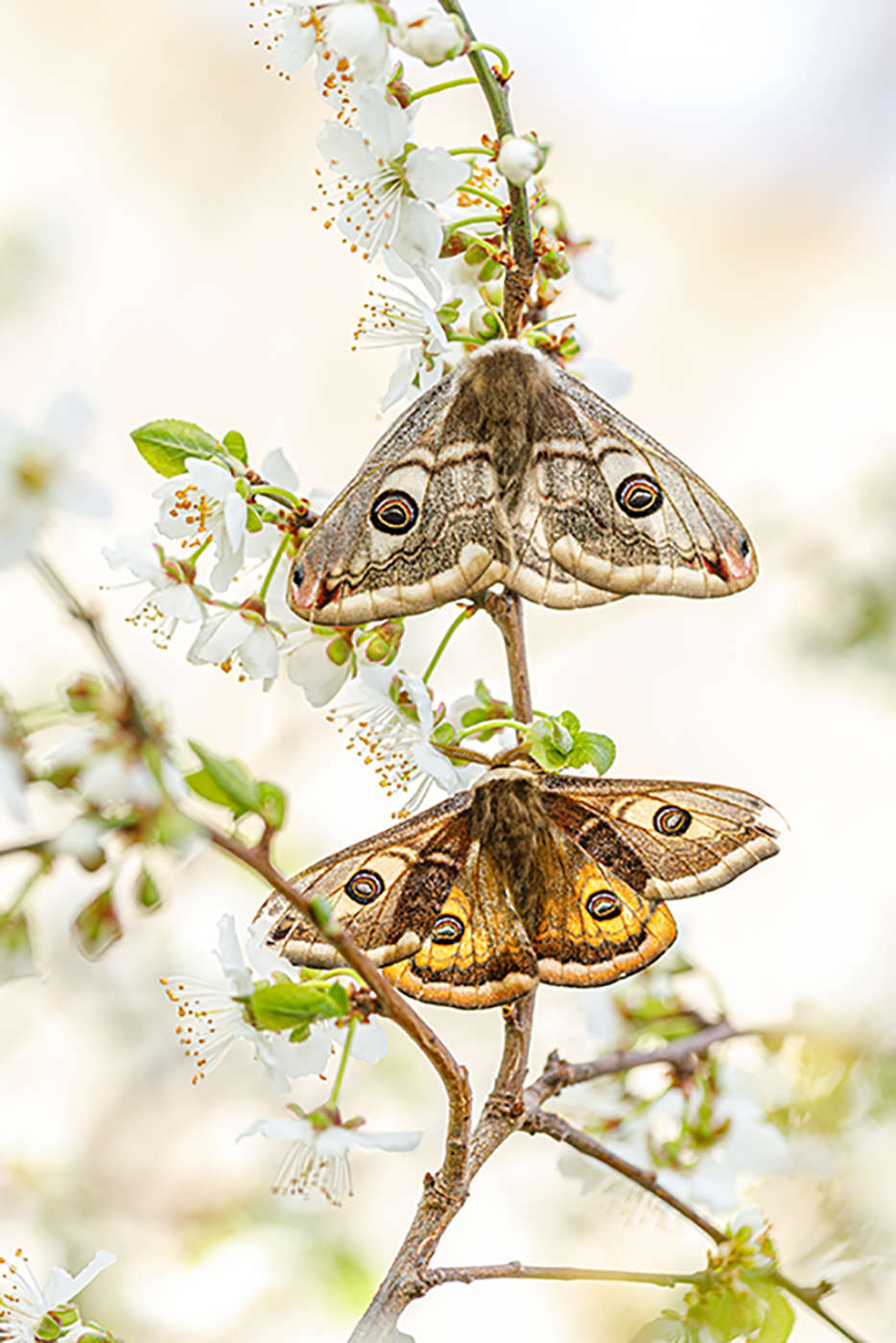 Südliches kleines Nachtpfauenauge (Saturnia pavoniella) – oben Weibchen, unten Männchen