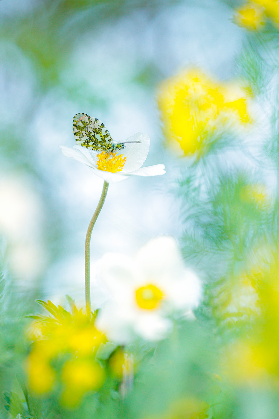 Aurorafalter (Anthocharis cardamines)