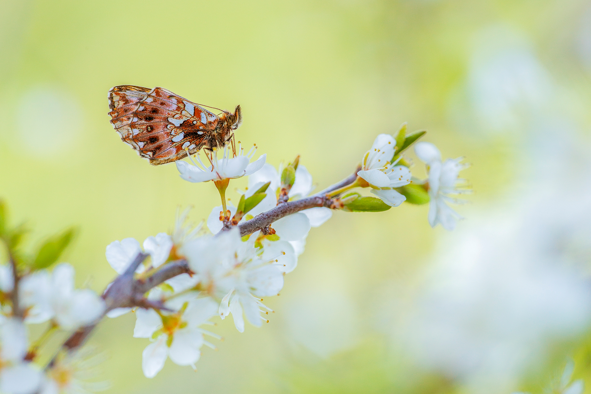 Magerrasen-Perlmuttfalter (Boloria dia)