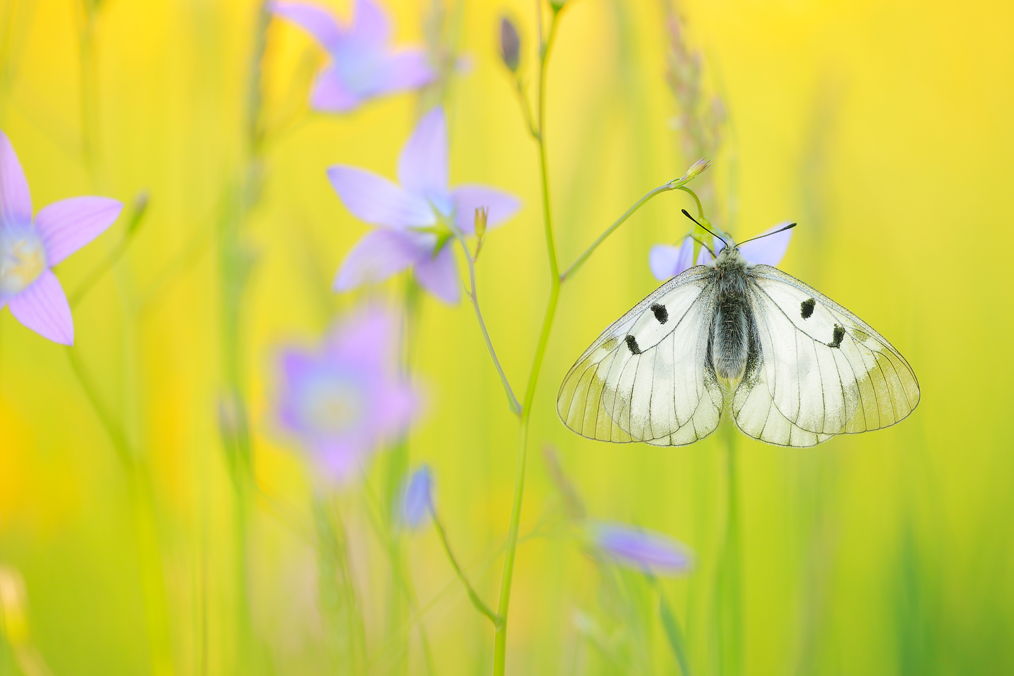 Schwarzer Apollofalter (Parnassius mnemosyne)