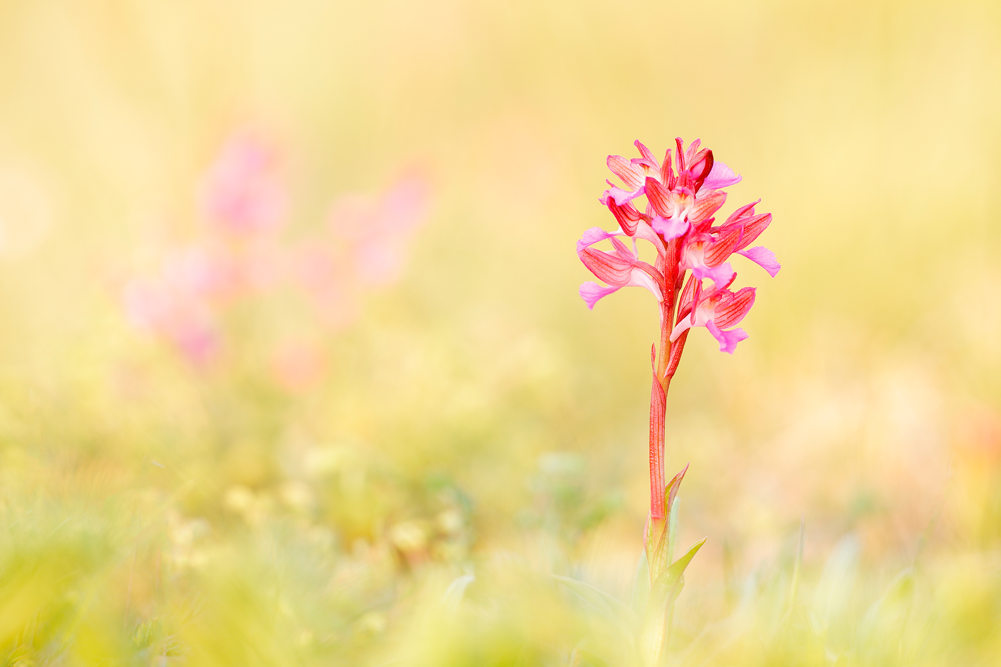 Schmetterlings-Knabenkraut (Anacamptis papilionacea)