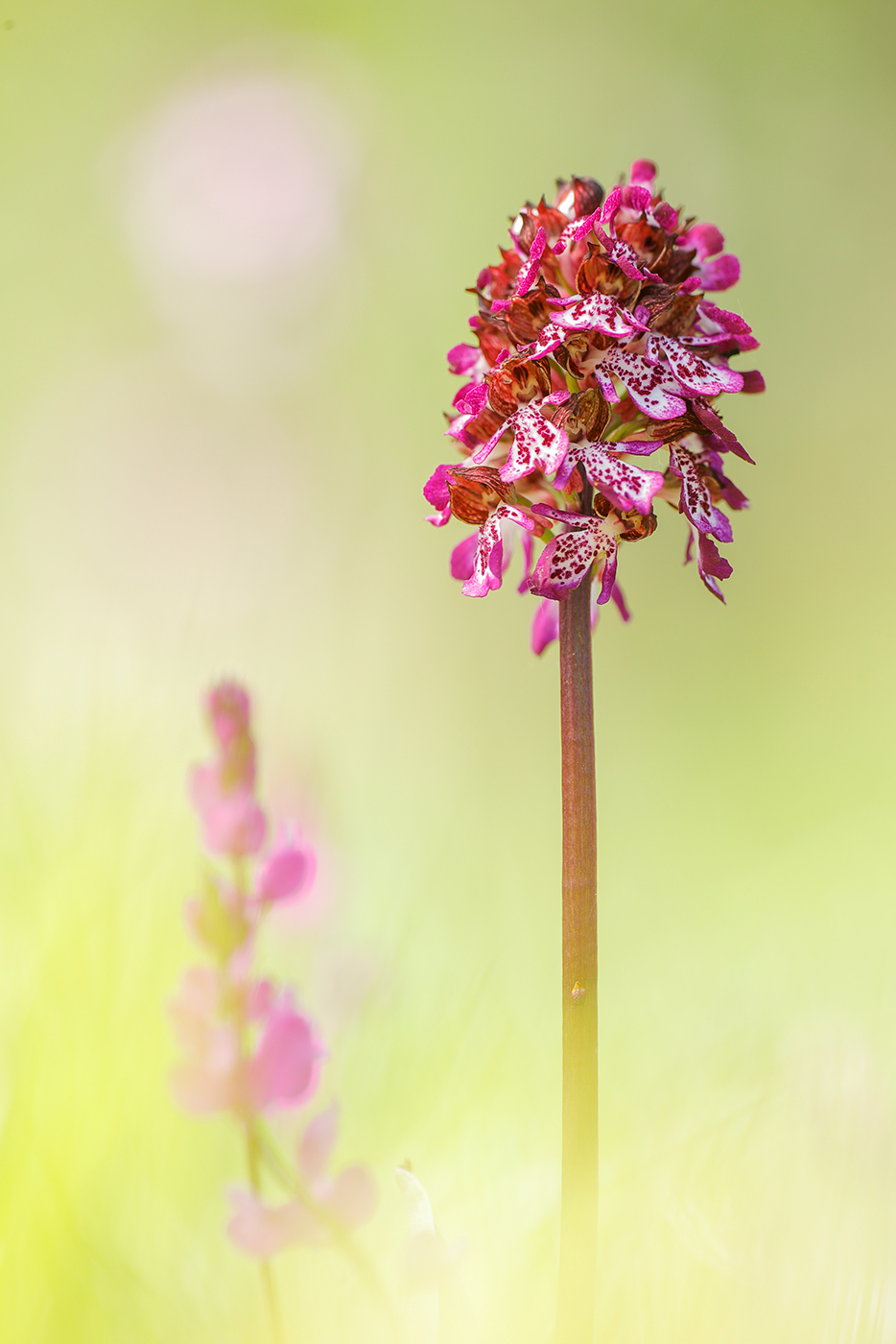 Purpur-Knabenkraut (Orchis purpurea)