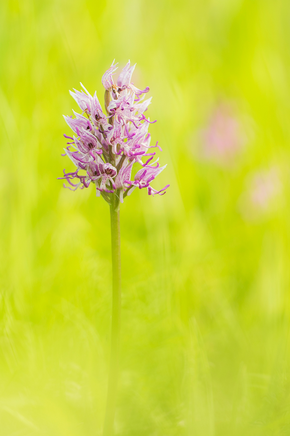 Affen-Knabenkrautt (Orchis simia)