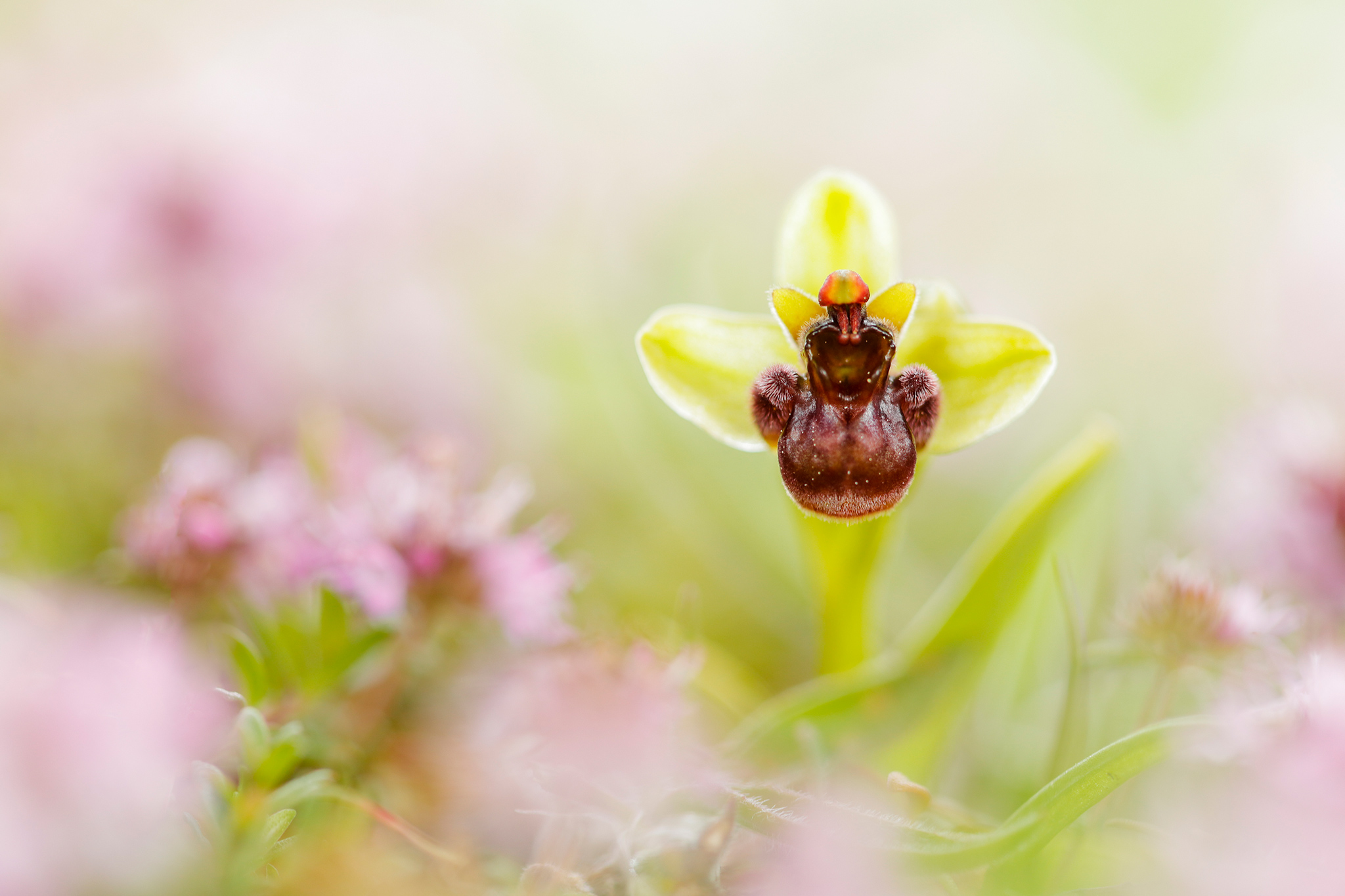 Drohnen-Ragwurz (Ophrys bombyliflora)