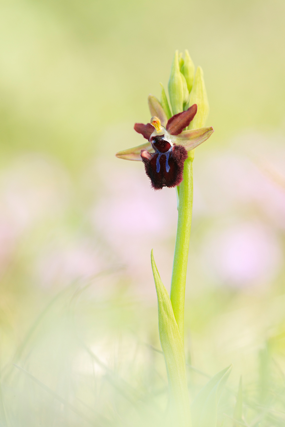 Schwarze Ragwurz (Ophrys incubacea)