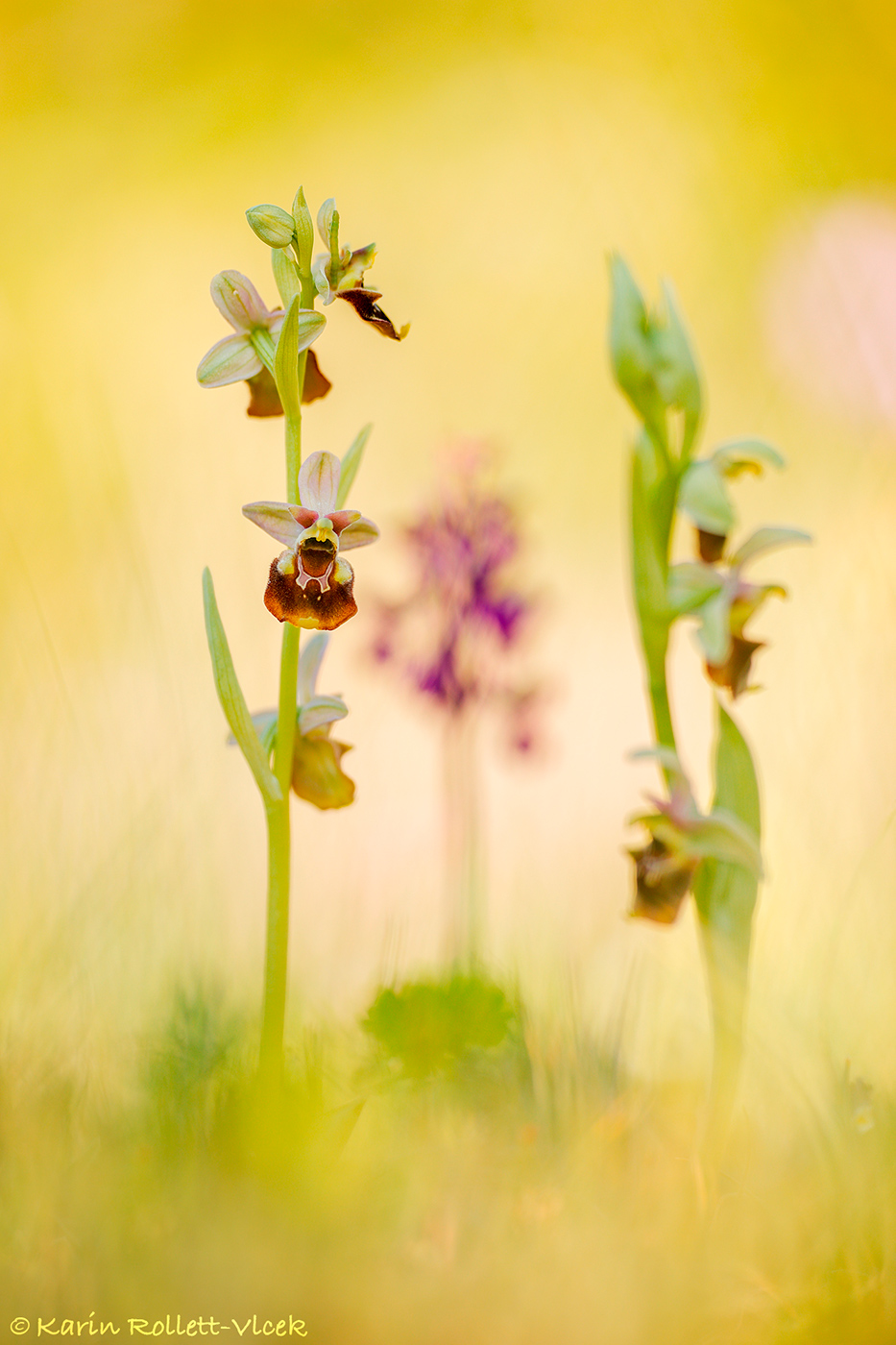 Ophrys istriensis