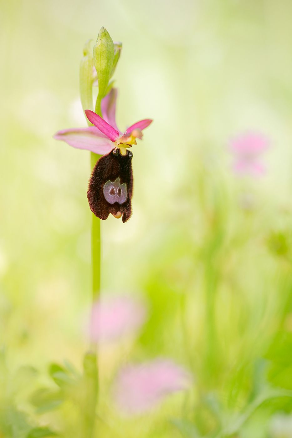 Bertolonis Ragwurz (Ophrys bertolonii)