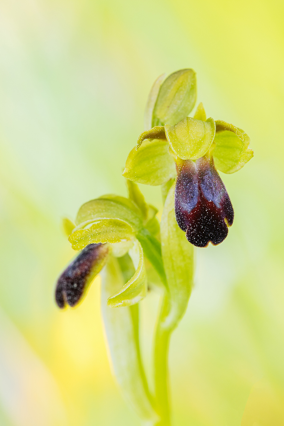 Ophrys sulcata