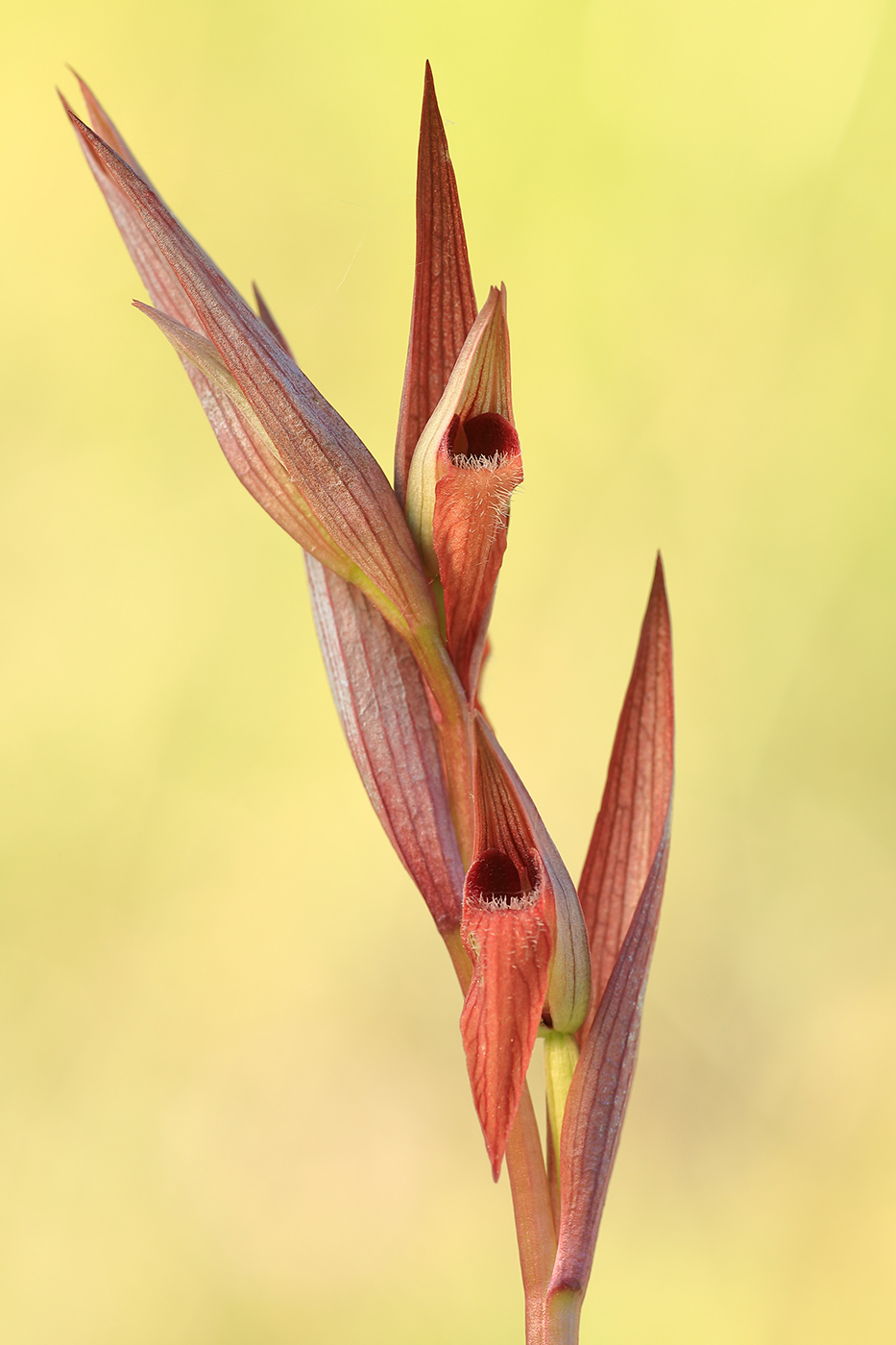 Pflugschar-Zungenstendel (Serapias vomeracea)