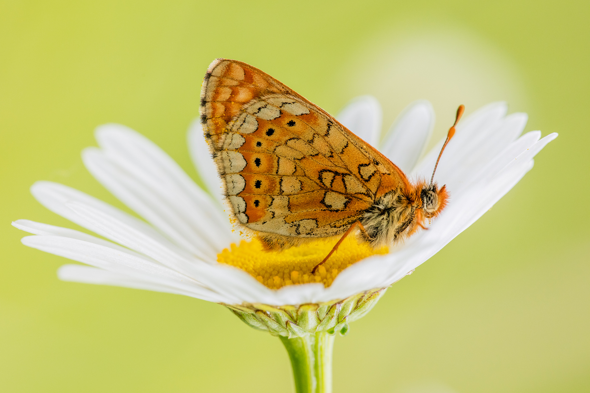 Goldener Scheckenfalter (Euphydryas aurinia)