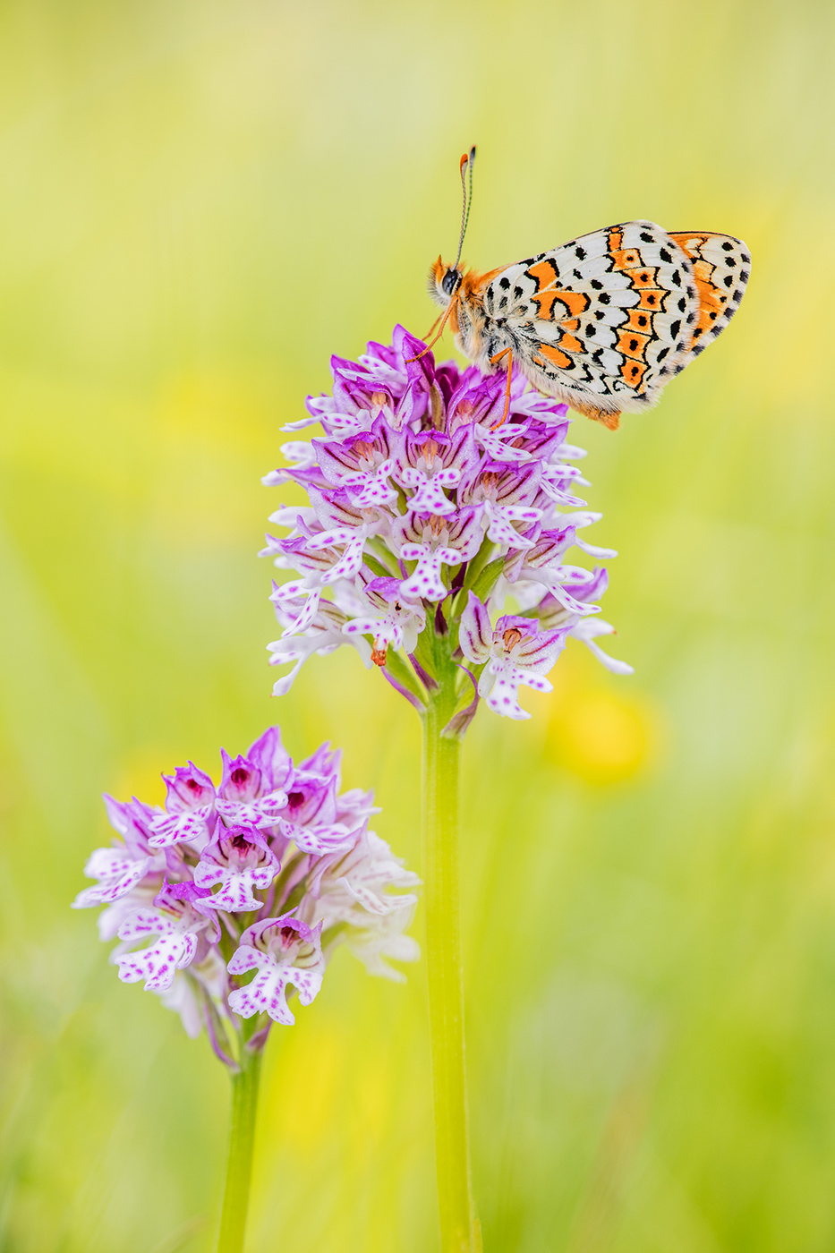 Wegerich-Scheckenfalter (Melitaea cinxia)