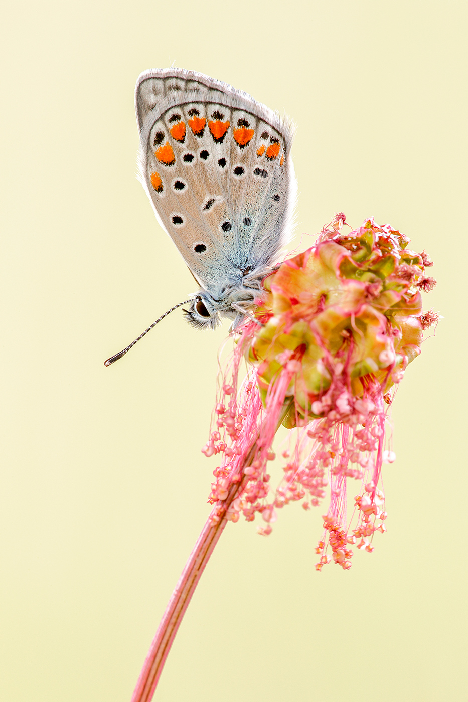 Escher Bläuling (Polyommatus escheri)