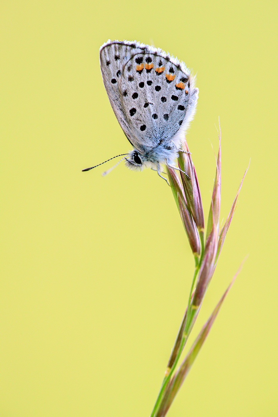 Östlicher Quendelbläuling (Pseudophilotes vicrama)