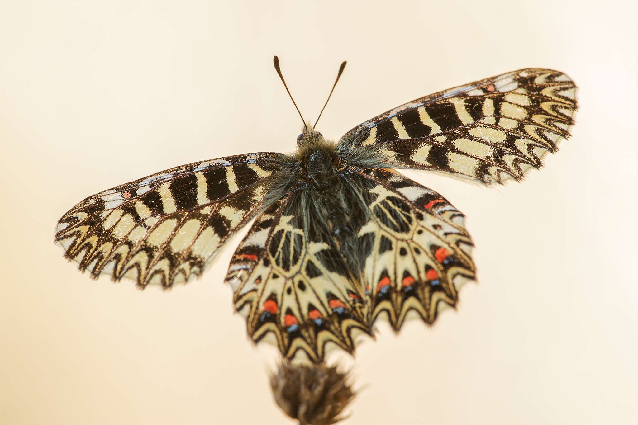 Osterluzeifalter (Zerynthia polyxena)