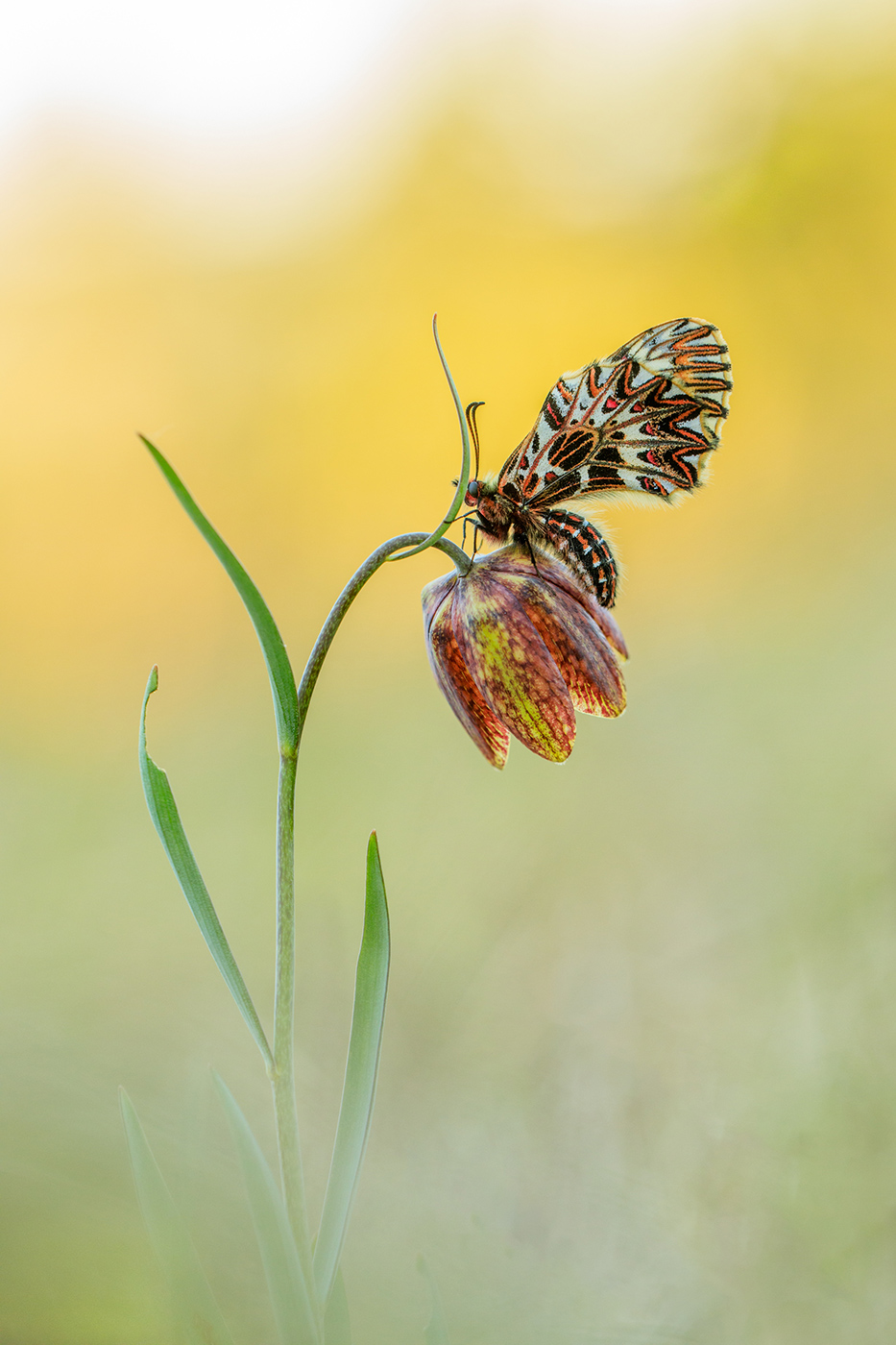 Osterluzeifalter (Zerynthia polyxena)