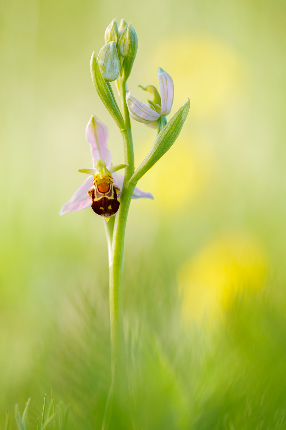 Bienen-Ragwurz (Ophrys apifera)