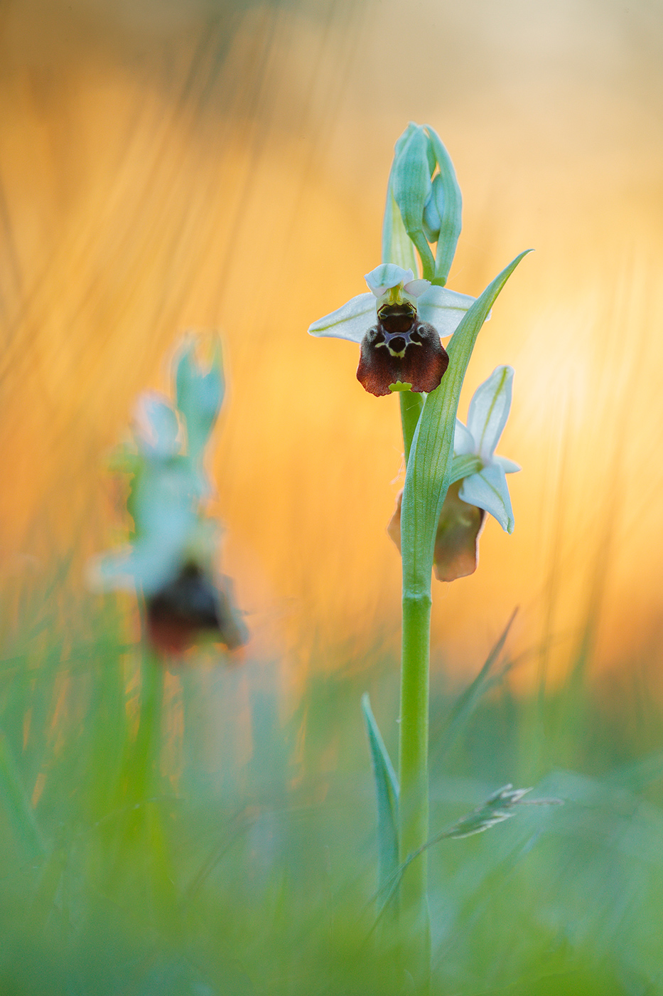 Hummel-Ragwurz (Ophrys holoserica)