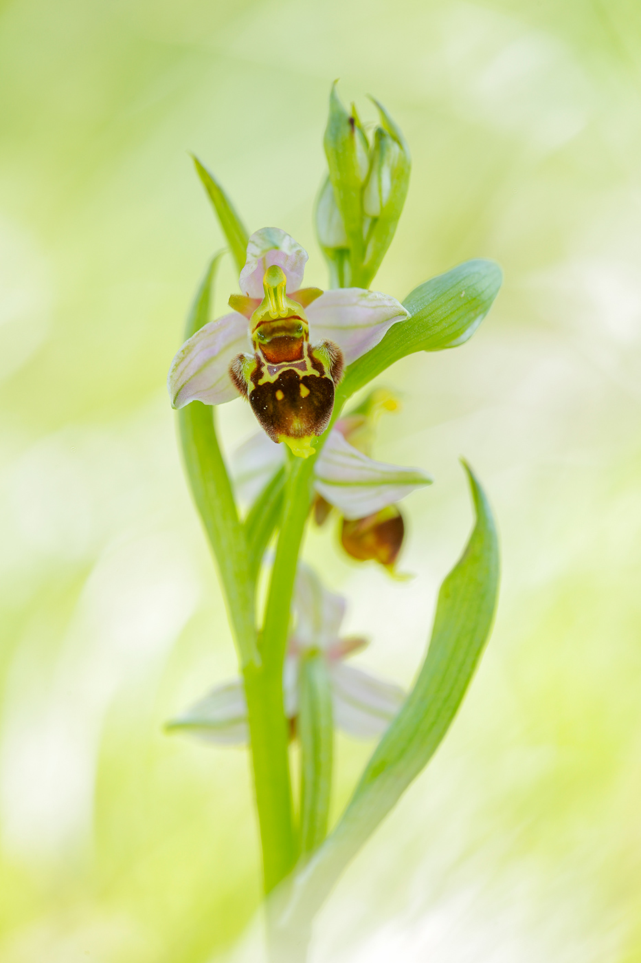 Ophrys x albertiana (holoserica x apifera)