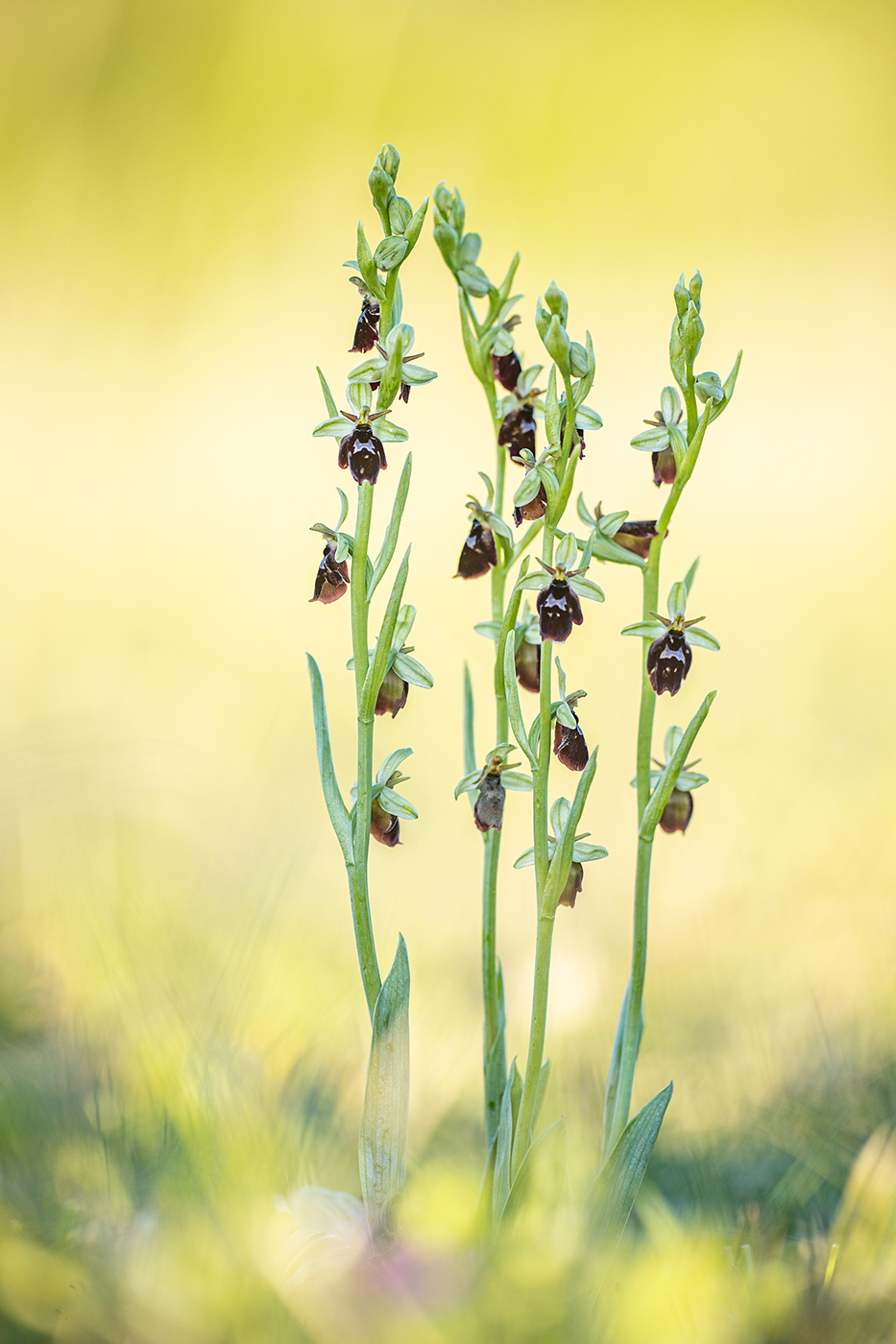 Ophrys x devenensis (Ophrys holoserica X Ophrys insectifera)