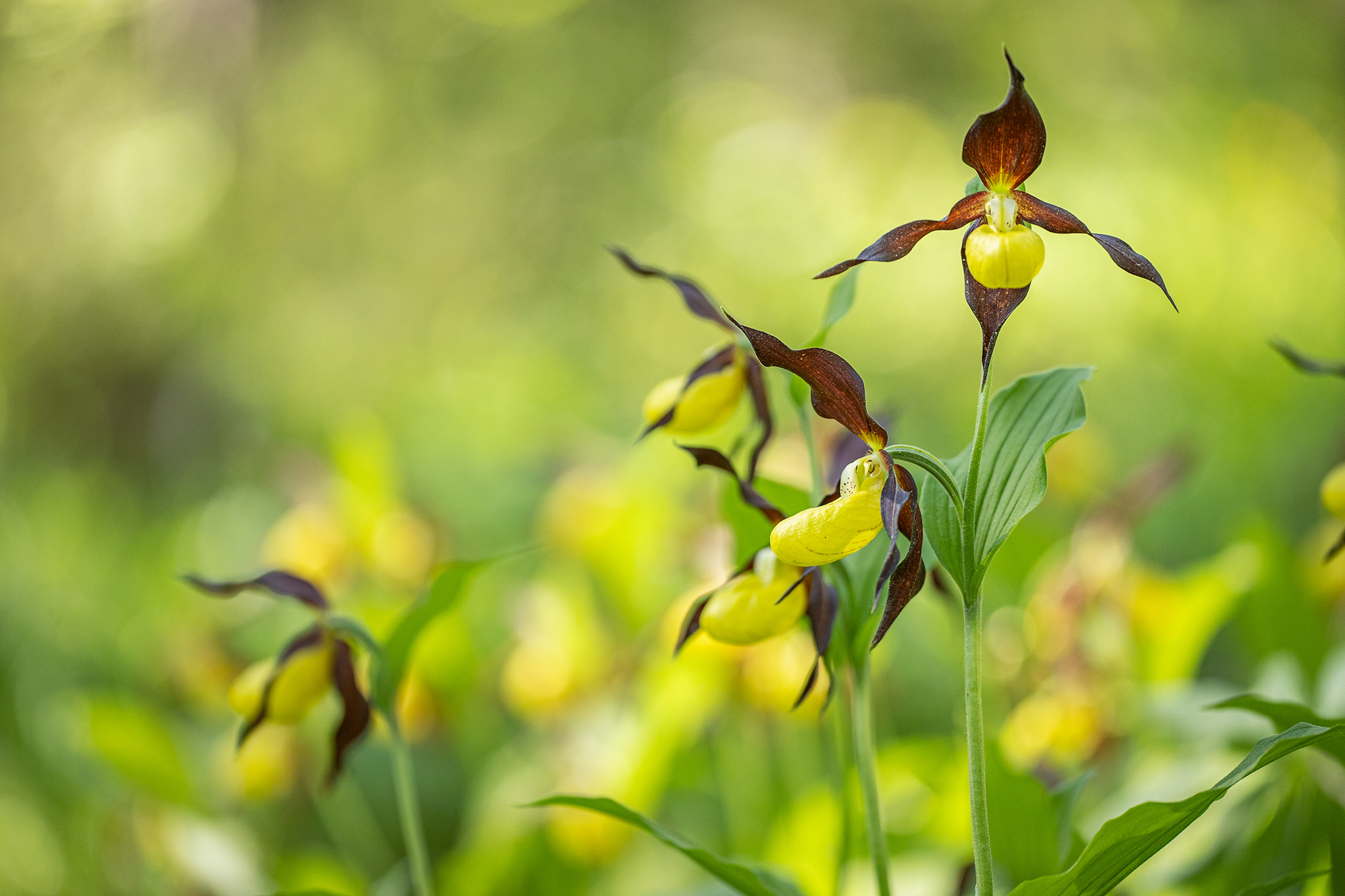 Gelber Frauenschuh (Cypripedium calceolus)