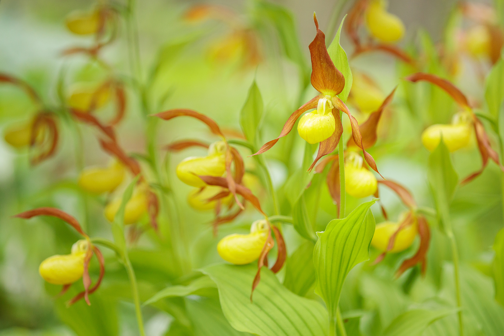 Goldener Frauenschuh (Cypripedium calceolus)