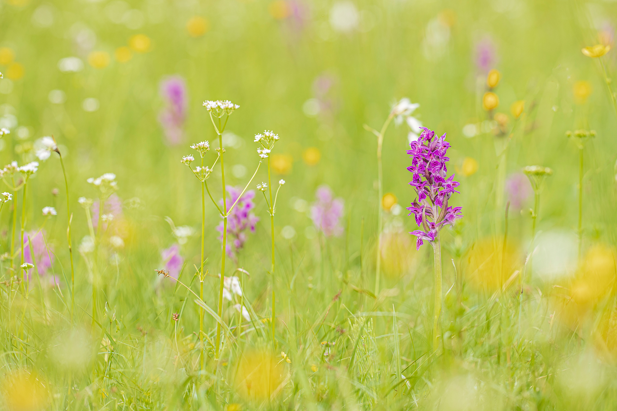 Breitblättriges Knabenkraut (Dactylorhiza majalis)