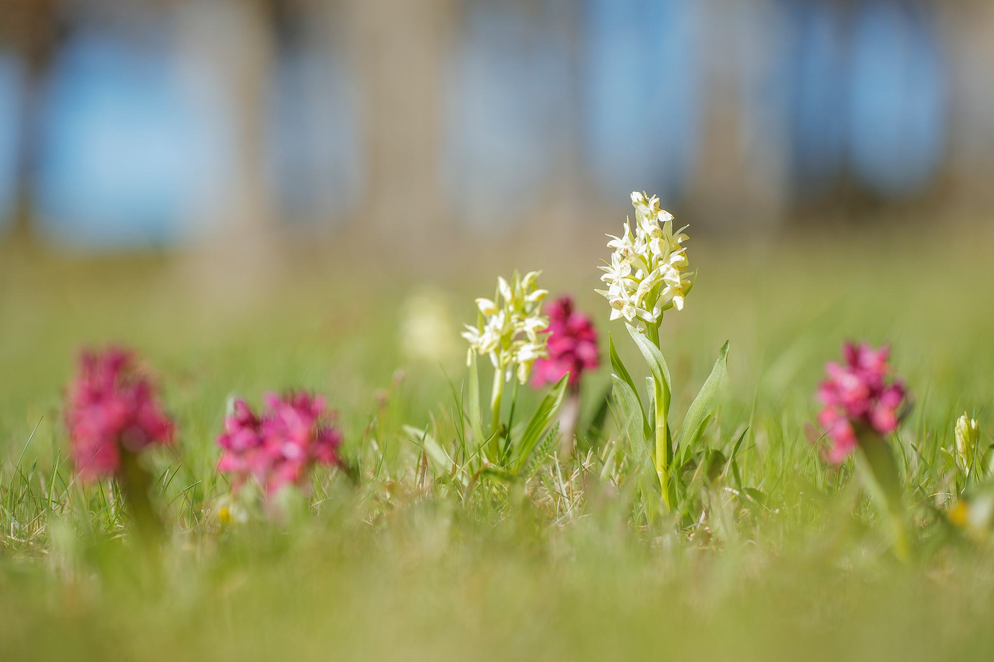 Holunder-Knabenkraut (Dactylorhiza sambucina)