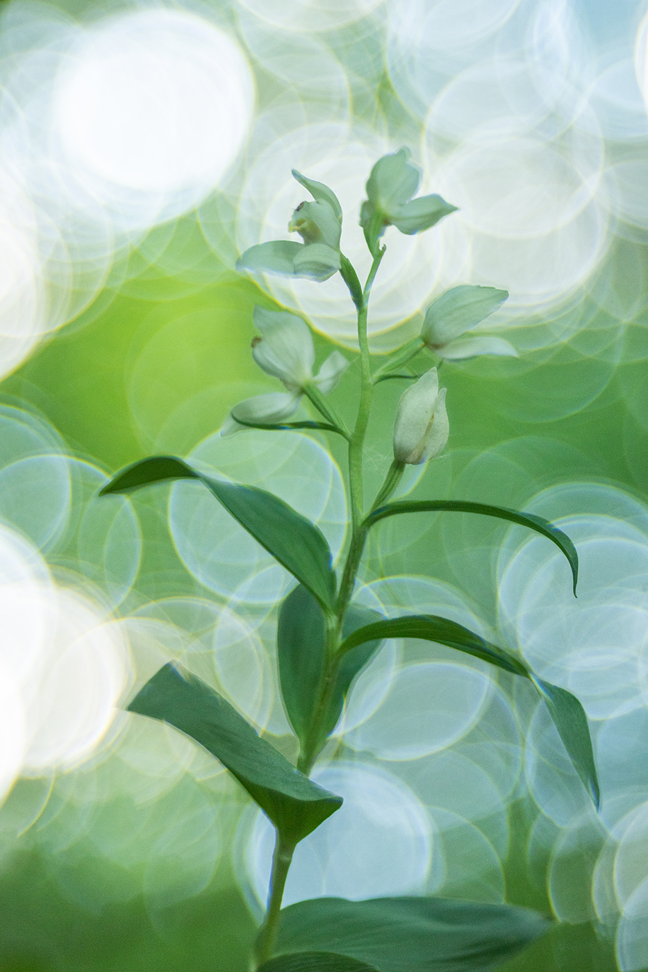 Weißes Waldvöglein (Cephalantera damasonium)