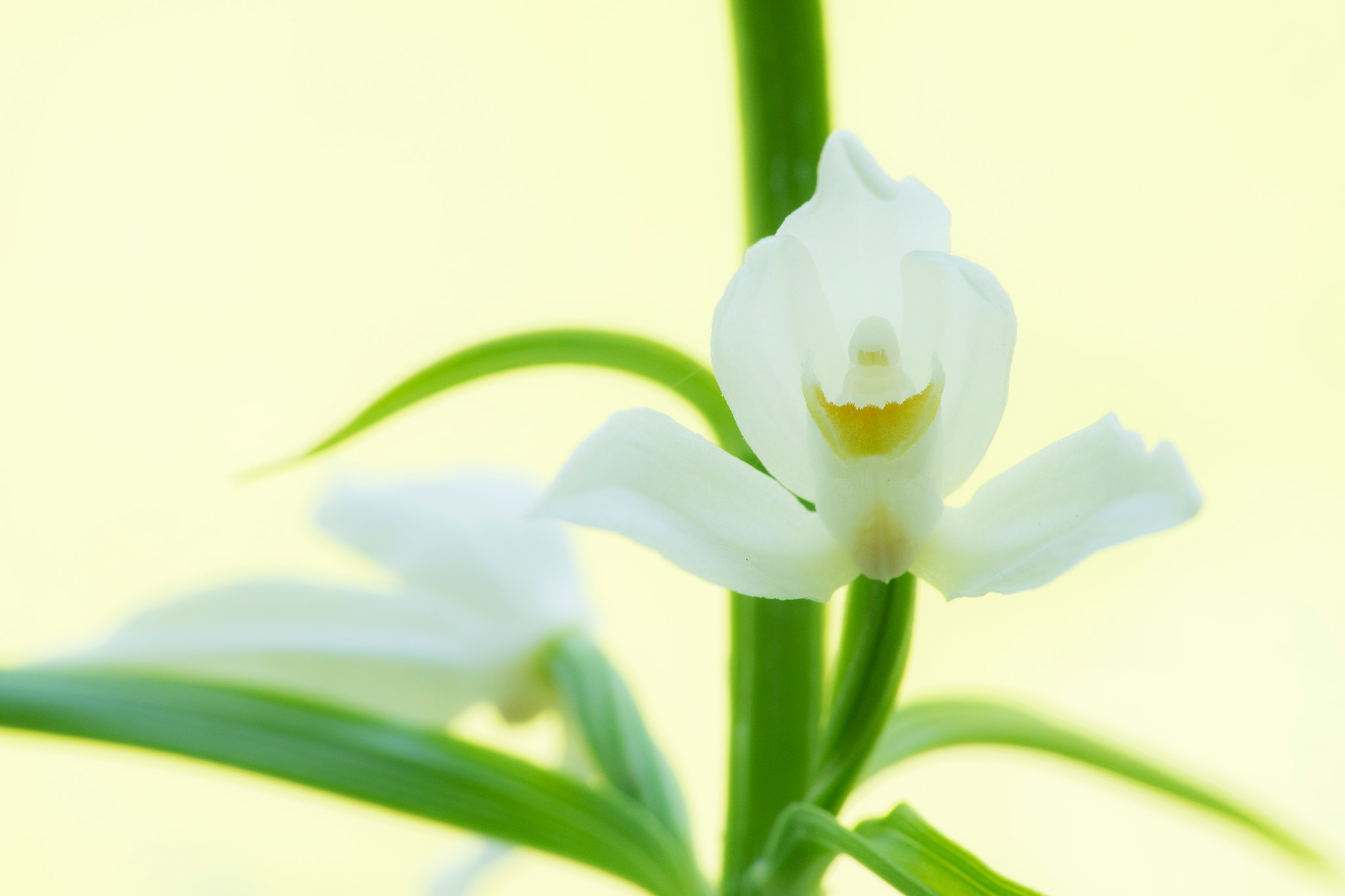 Schwertblättriges Waldvöglein (Cephalanthera longifolia)